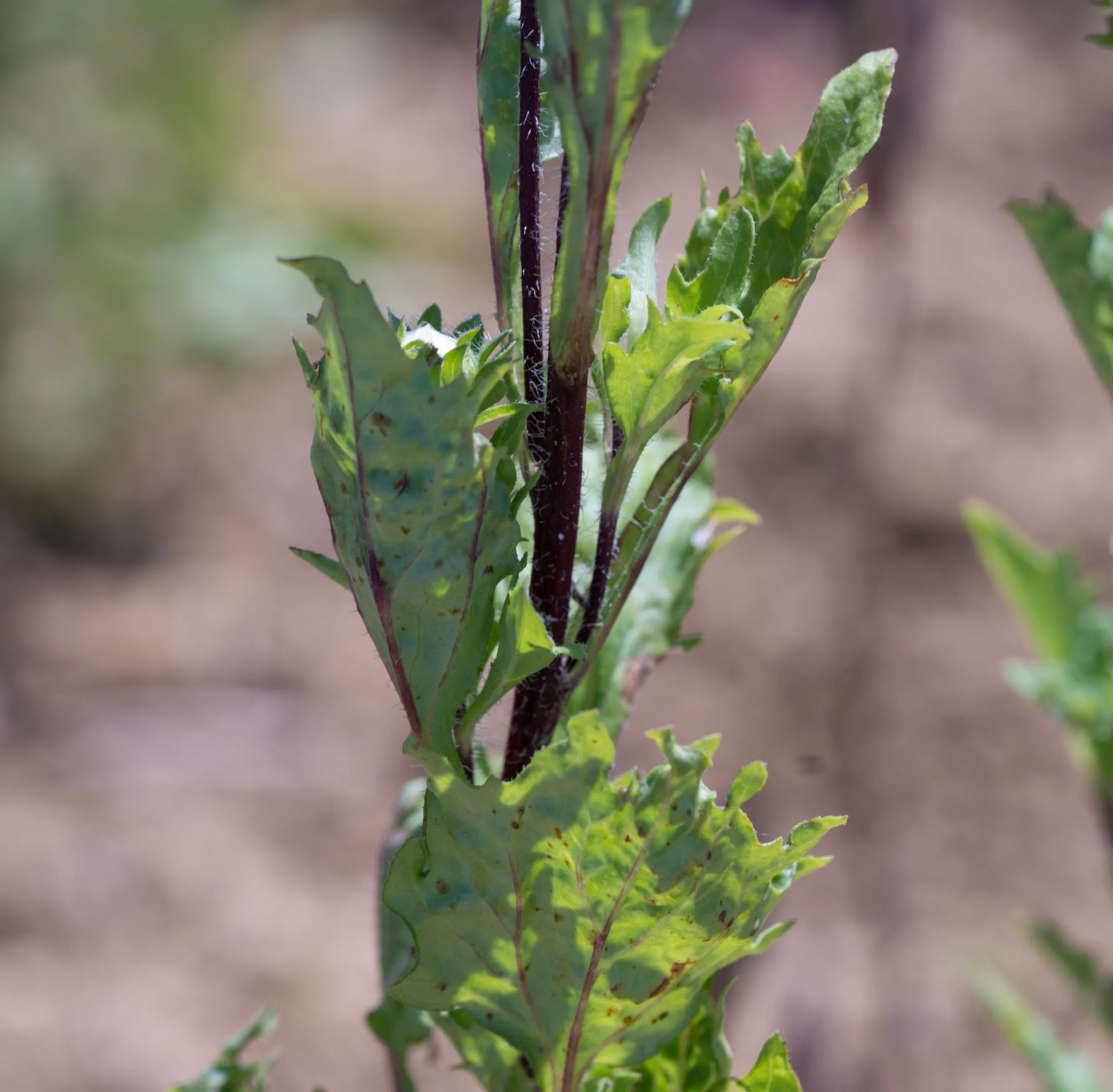 Callistephus chinensis