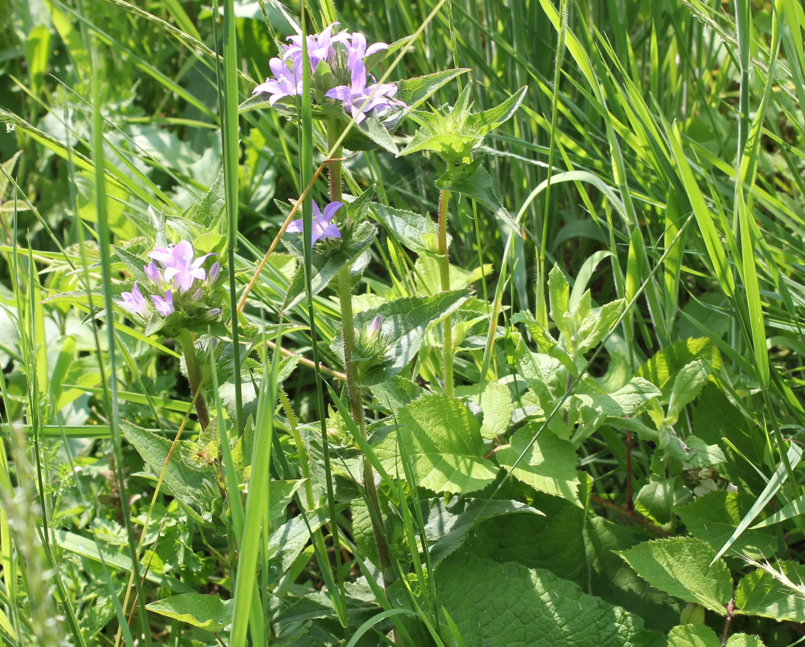 Campanula glomerata subsp. hispida