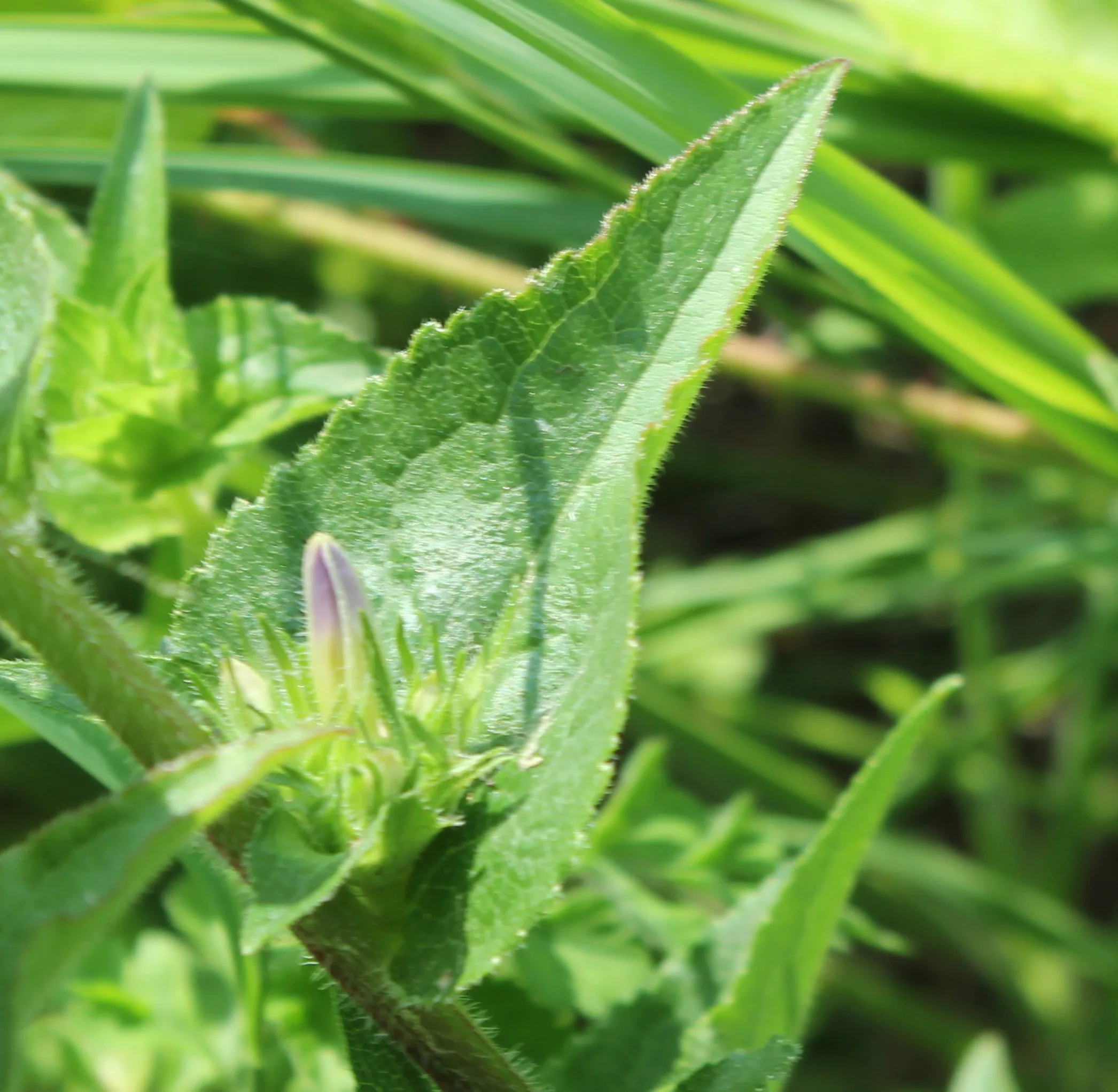 Campanula glomerata subsp. hispida