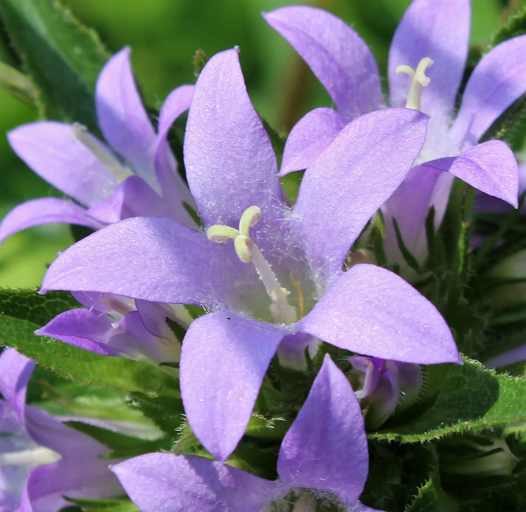 Campanula glomerata subsp. hispida (Yumak çanı)