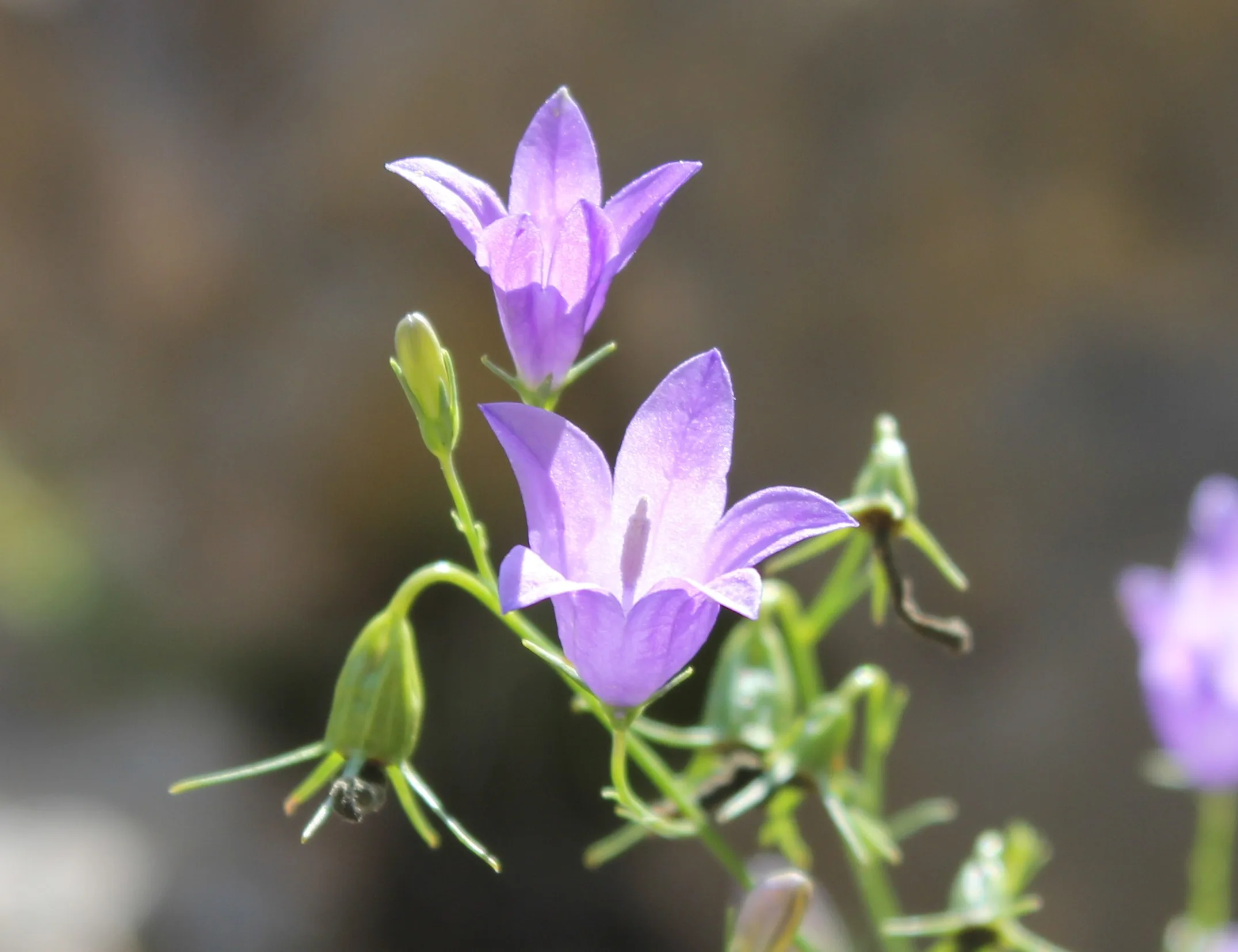 Campanula rotundifolia