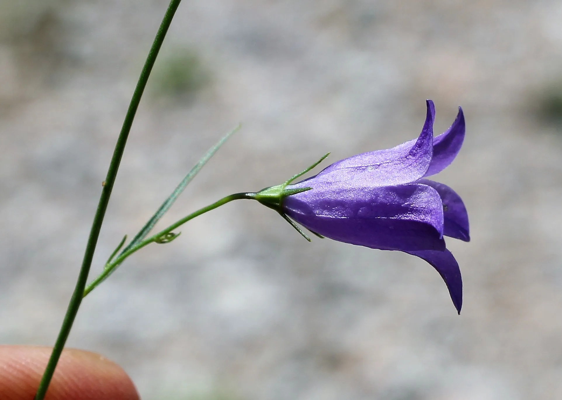 Campanula rotundifolia (Meryemana eldiveni)
