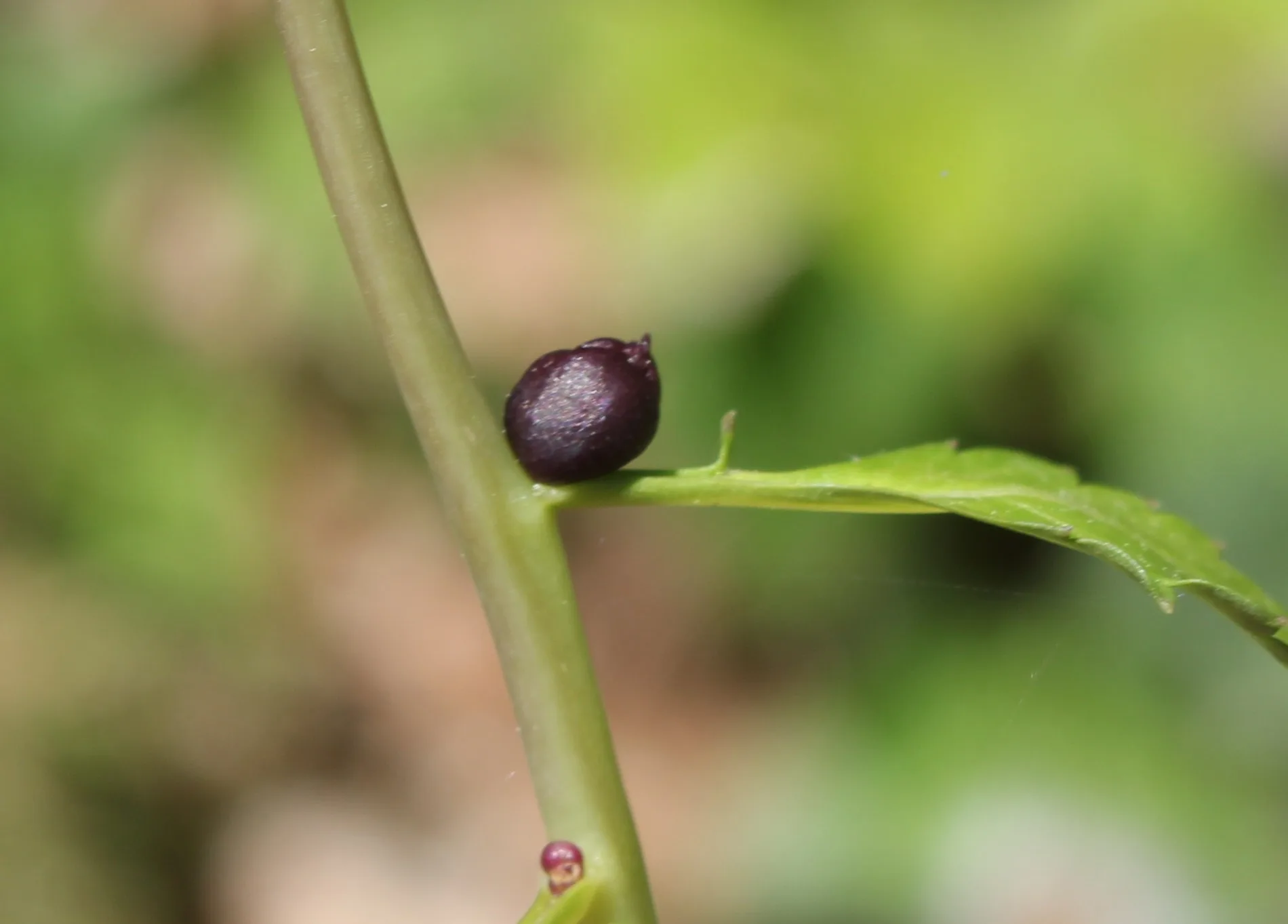Cardamine bulbifera