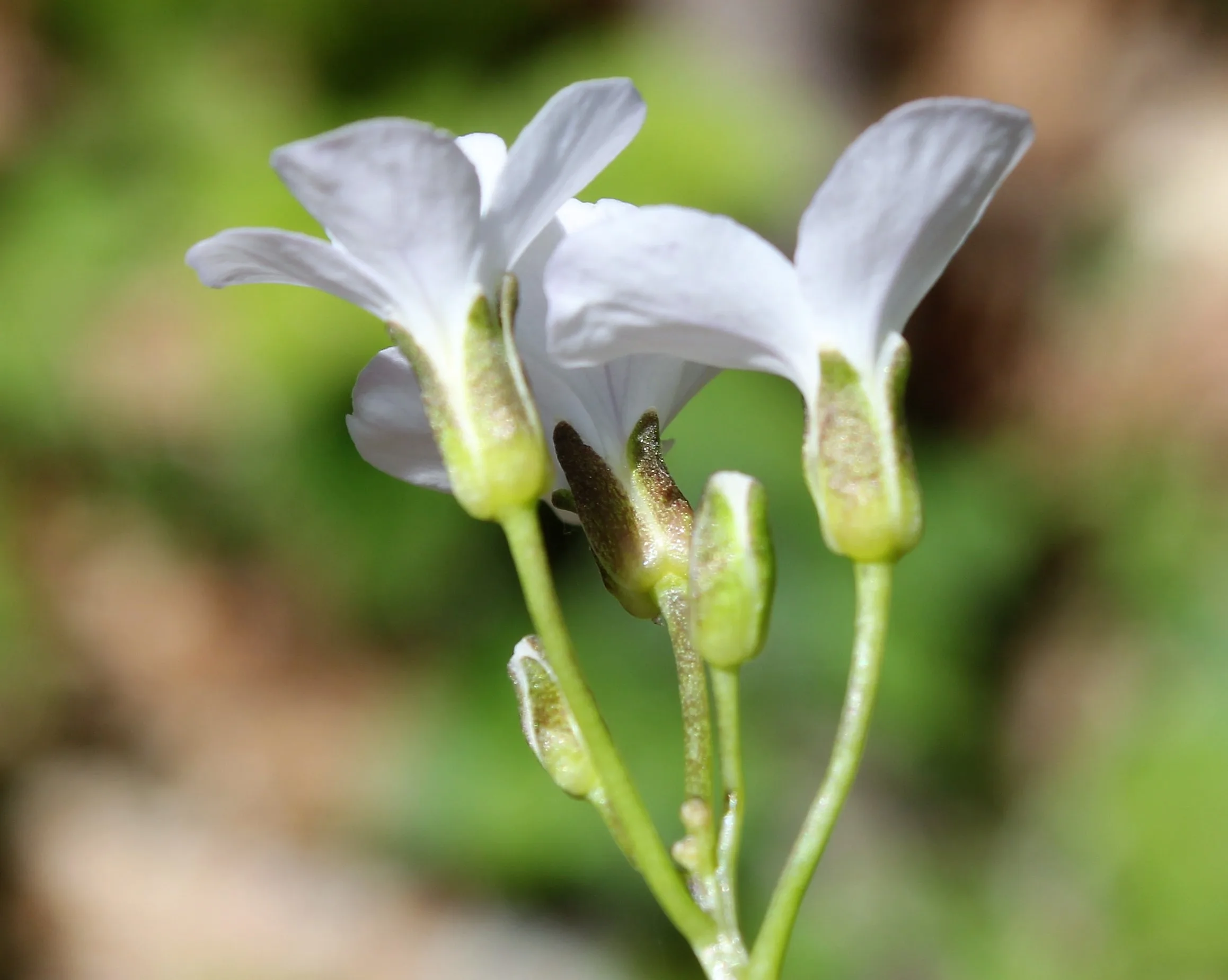 Cardamine bulbifera
