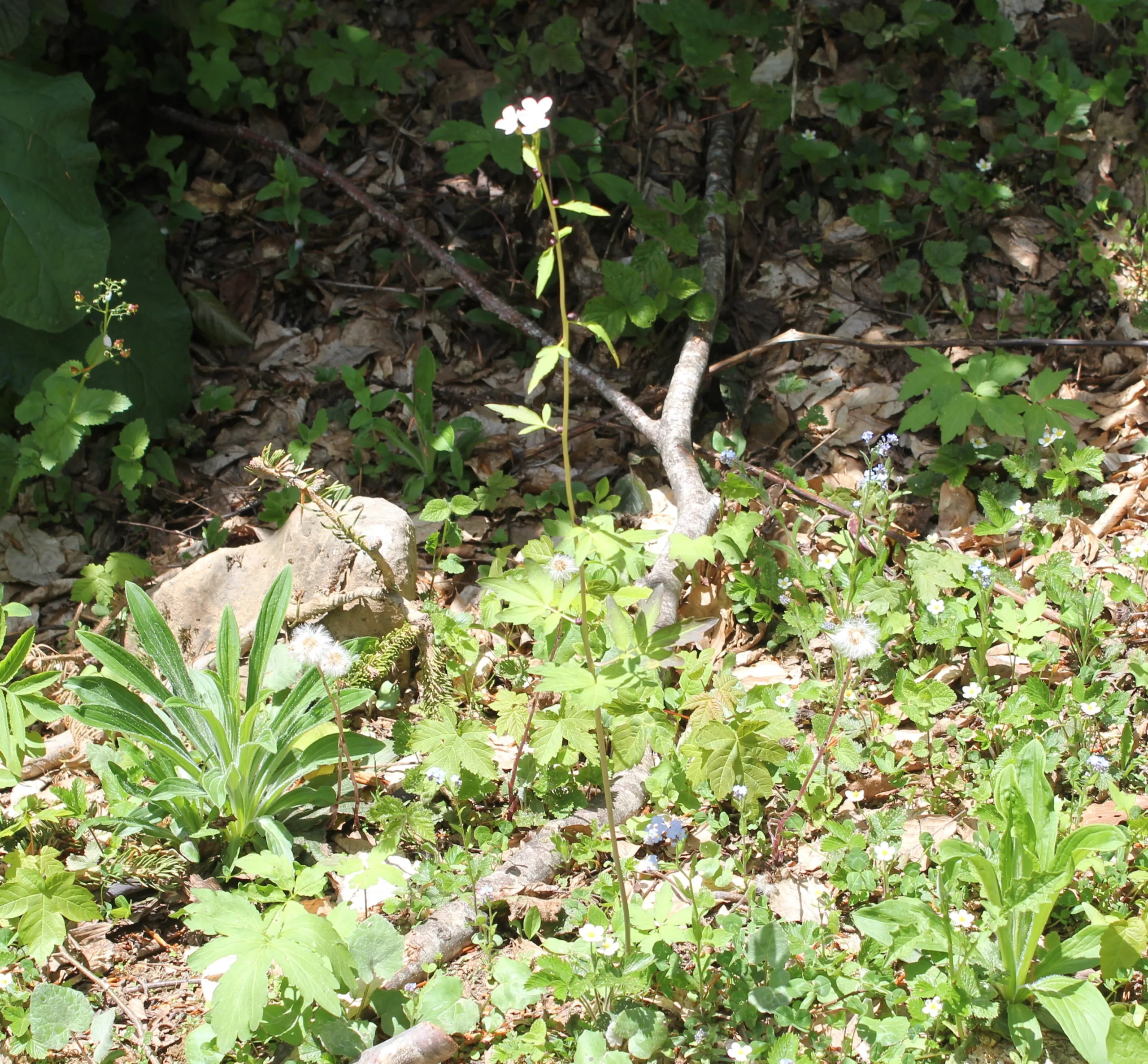 Cardamine bulbifera