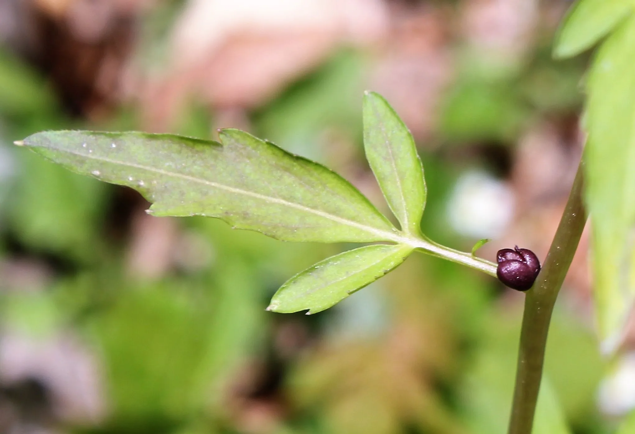 Cardamine bulbifera