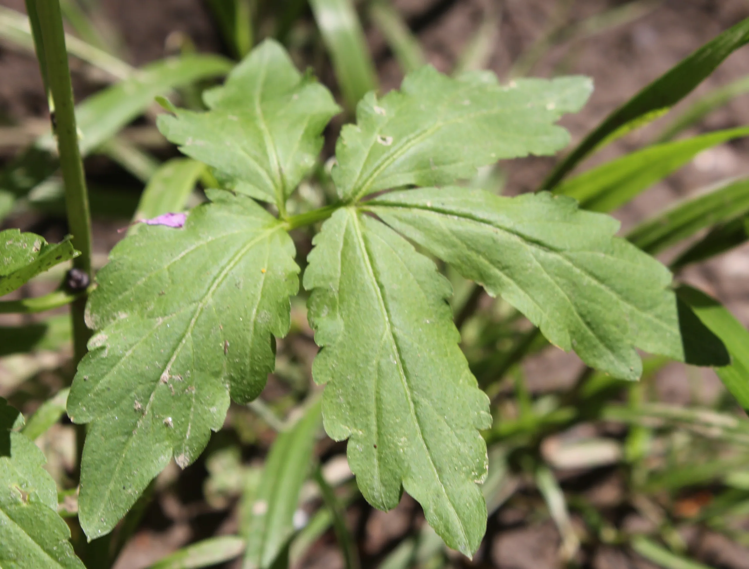 Cardamine bulbifera