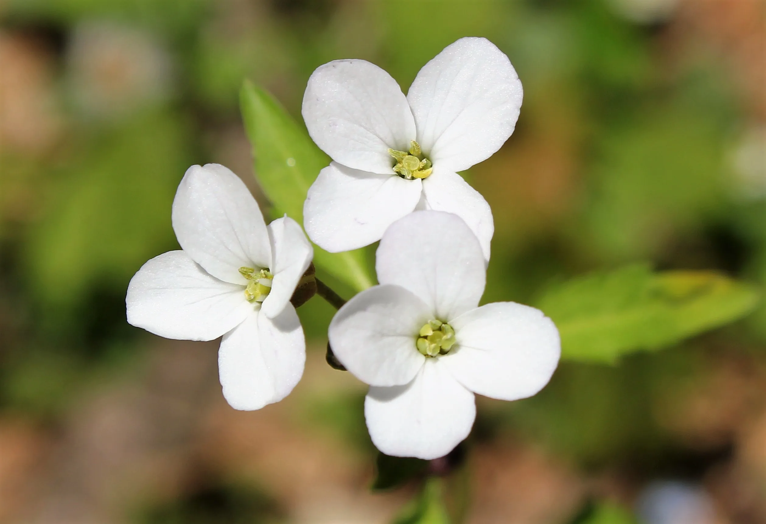 Cardamine bulbifera