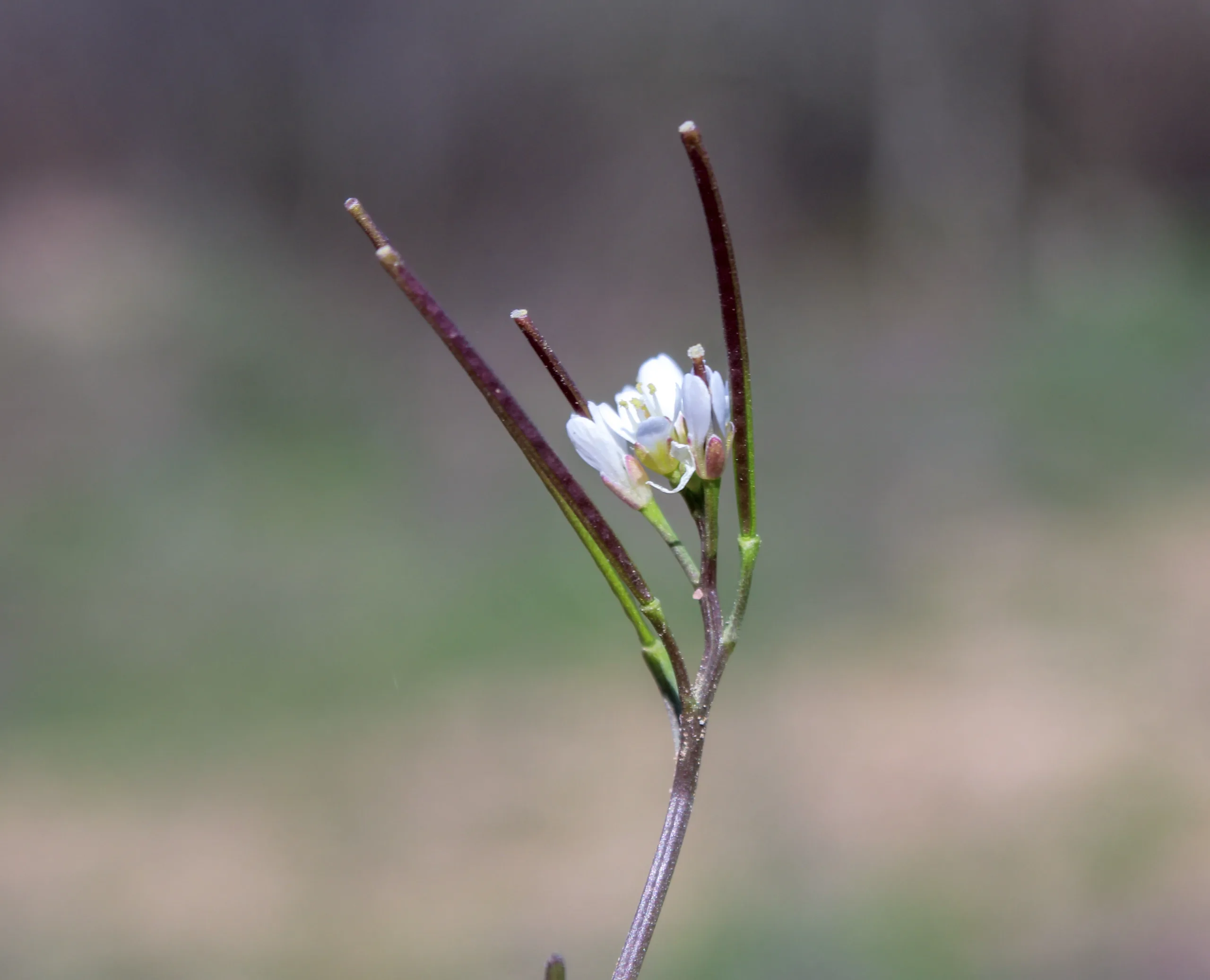Cardamine hirsuta