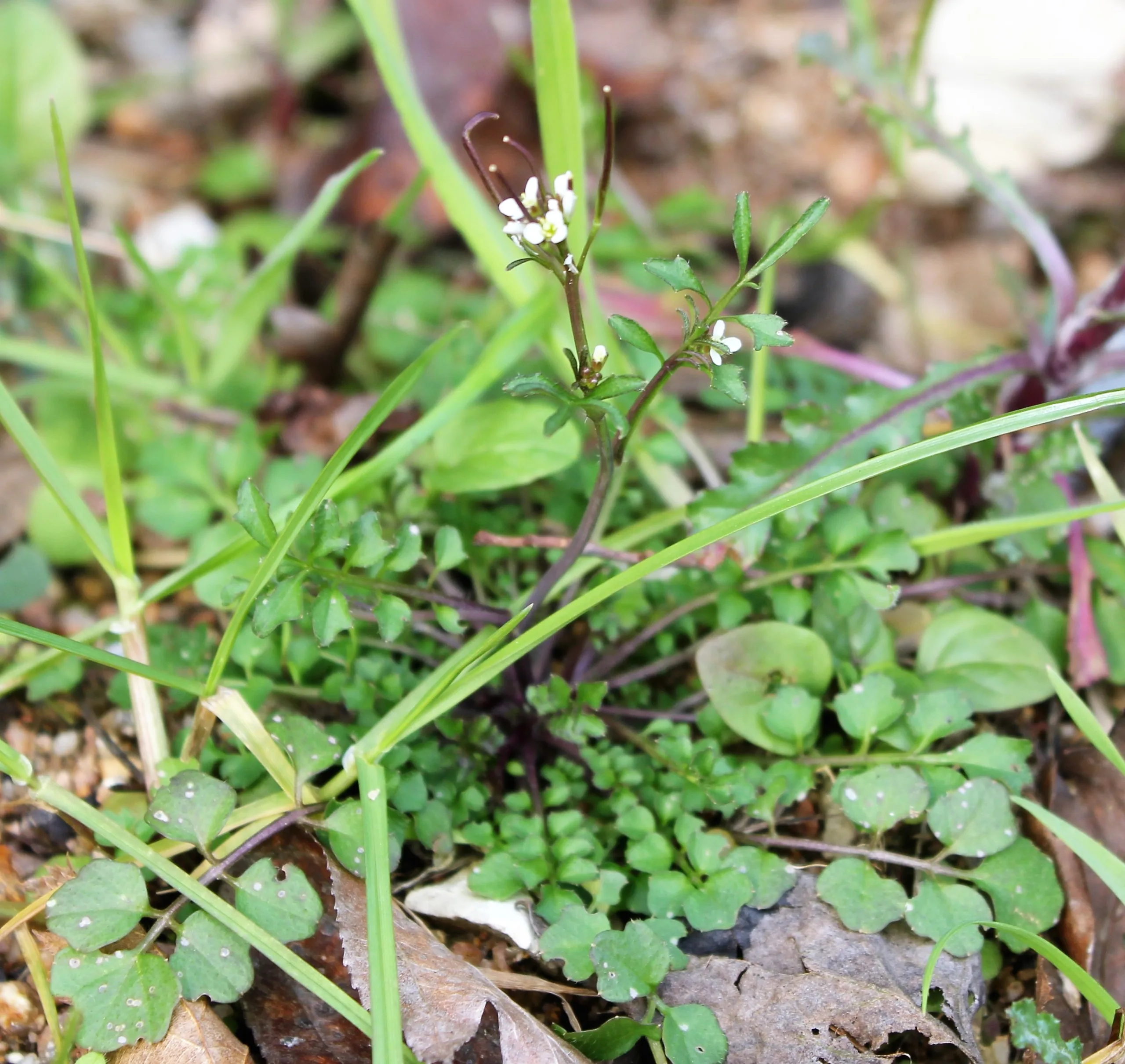 Cardamine hirsuta