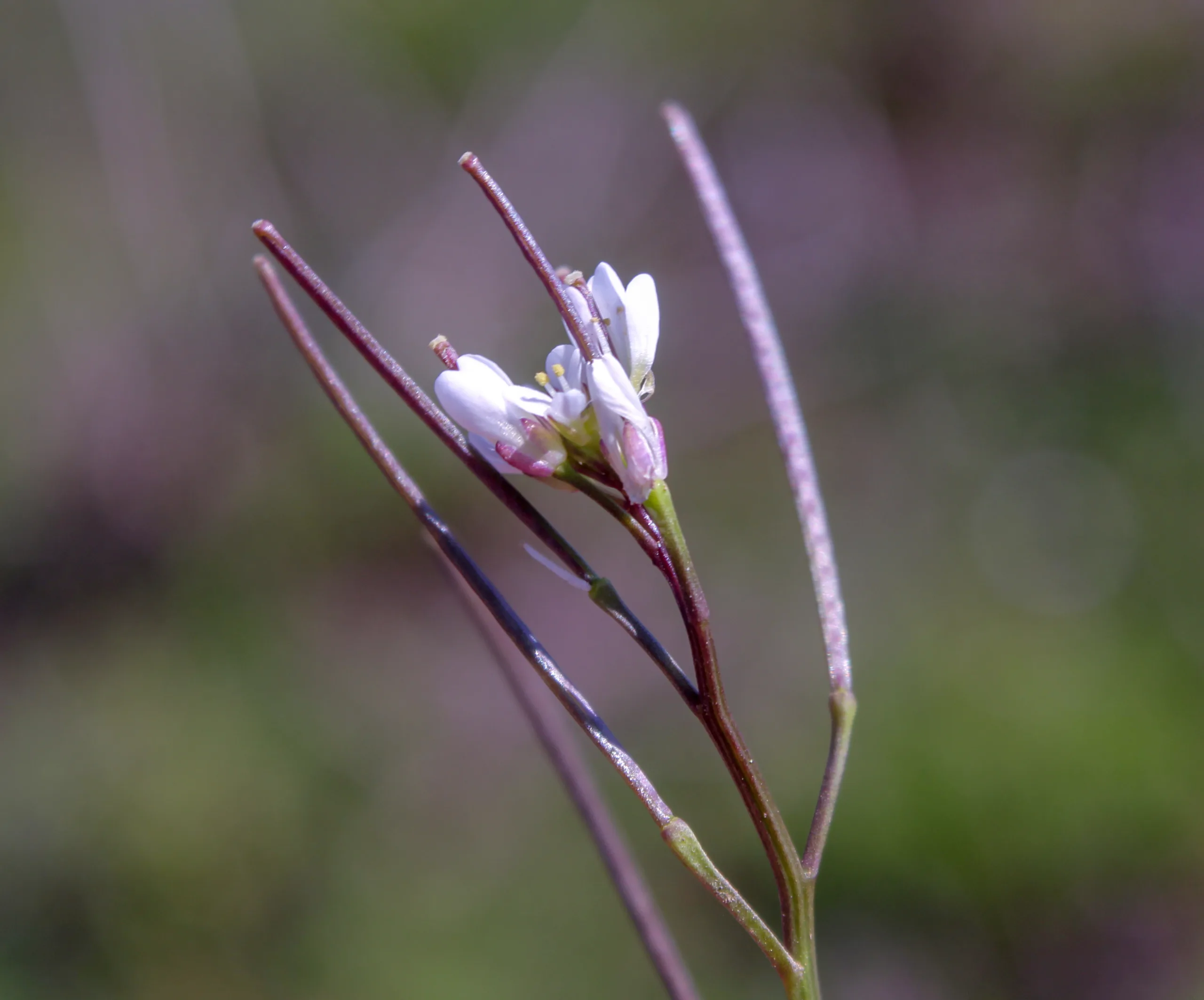 Cardamine hirsuta