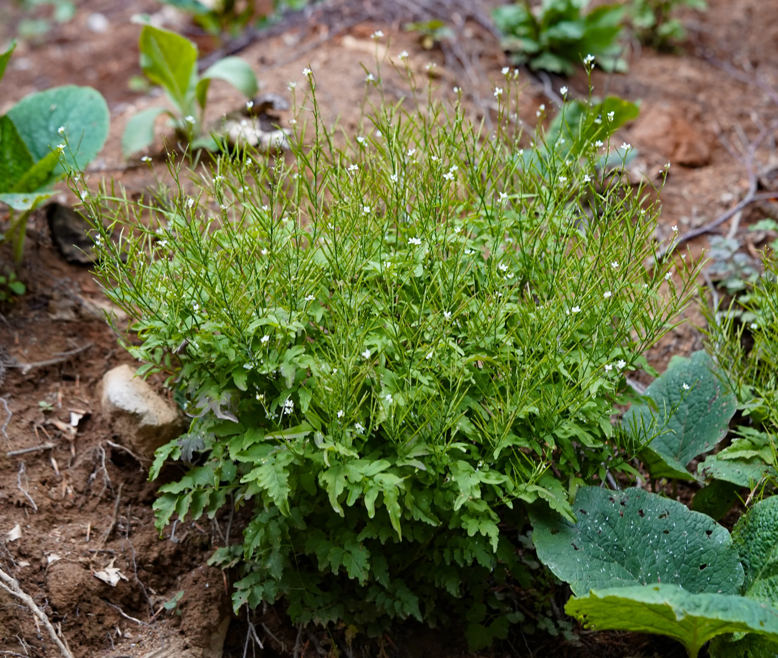 Cardamine impatiens