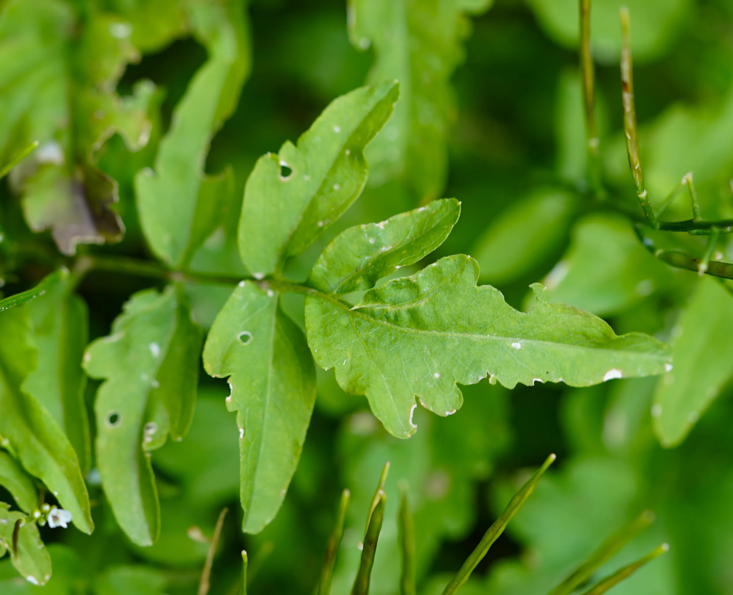 Cardamine impatiens