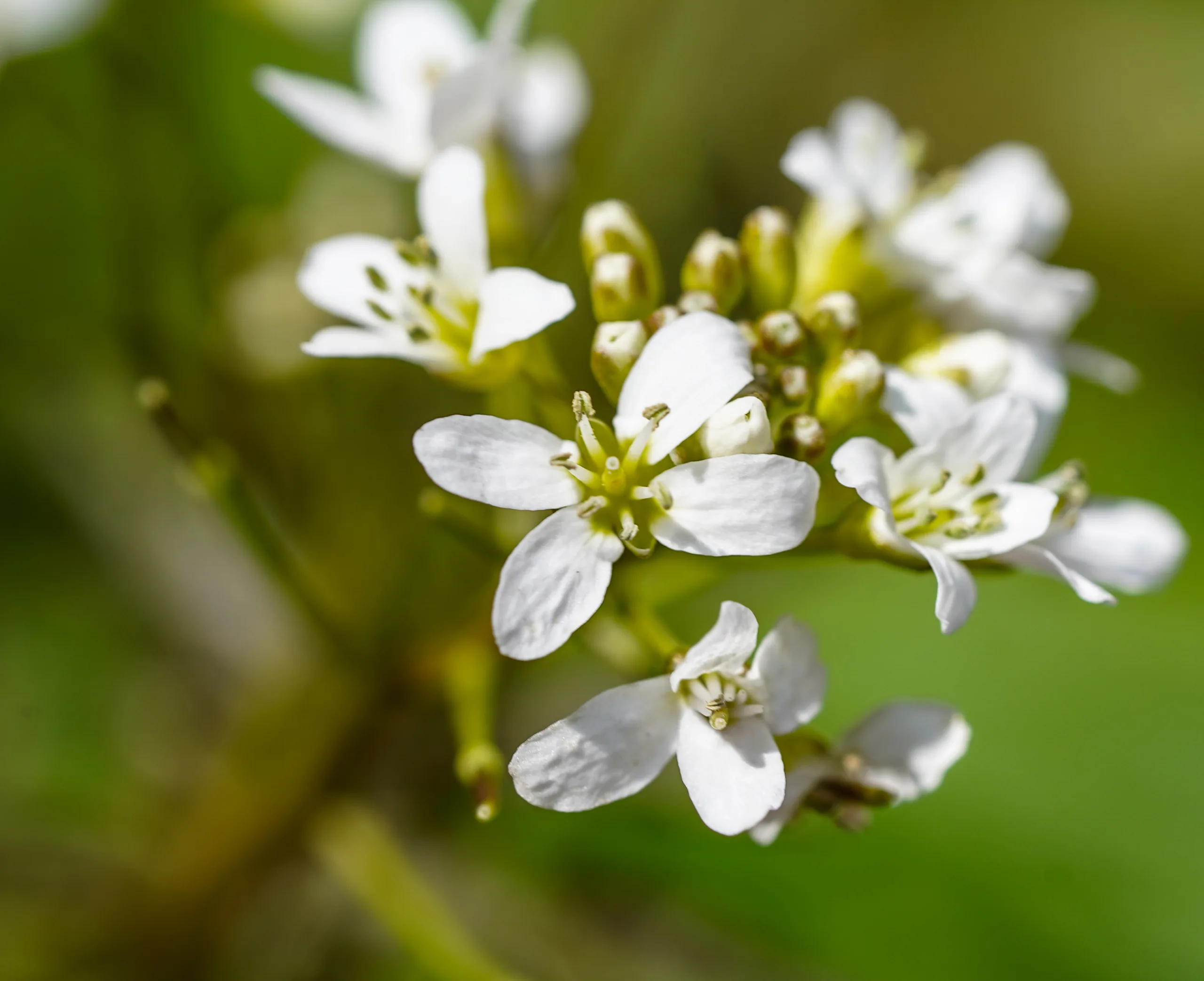 Cardamine impatiens (Sultan kodimotu)