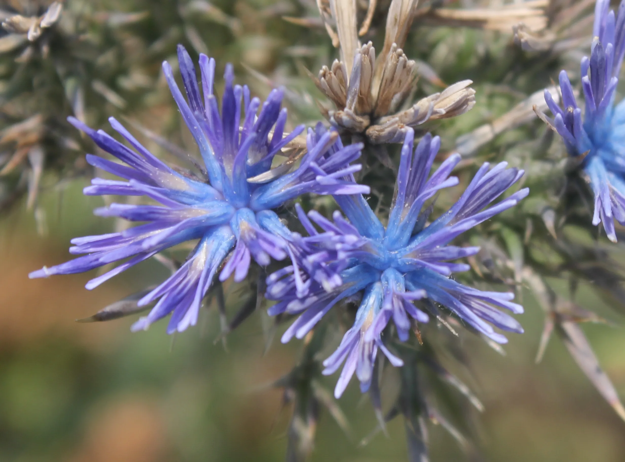 Cardopatium (Kurtludiken)