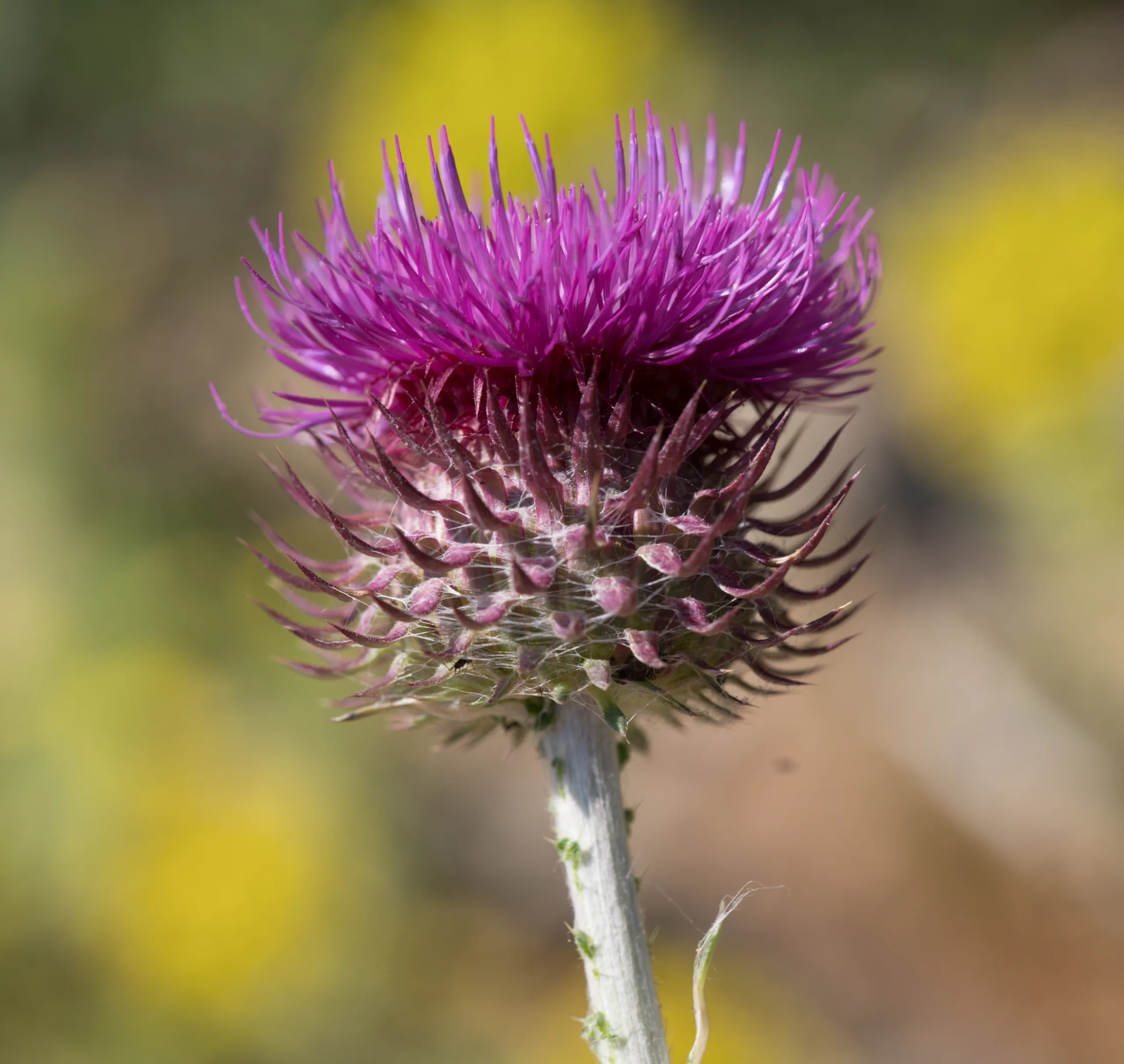 Carduus (Eşekdikeni)