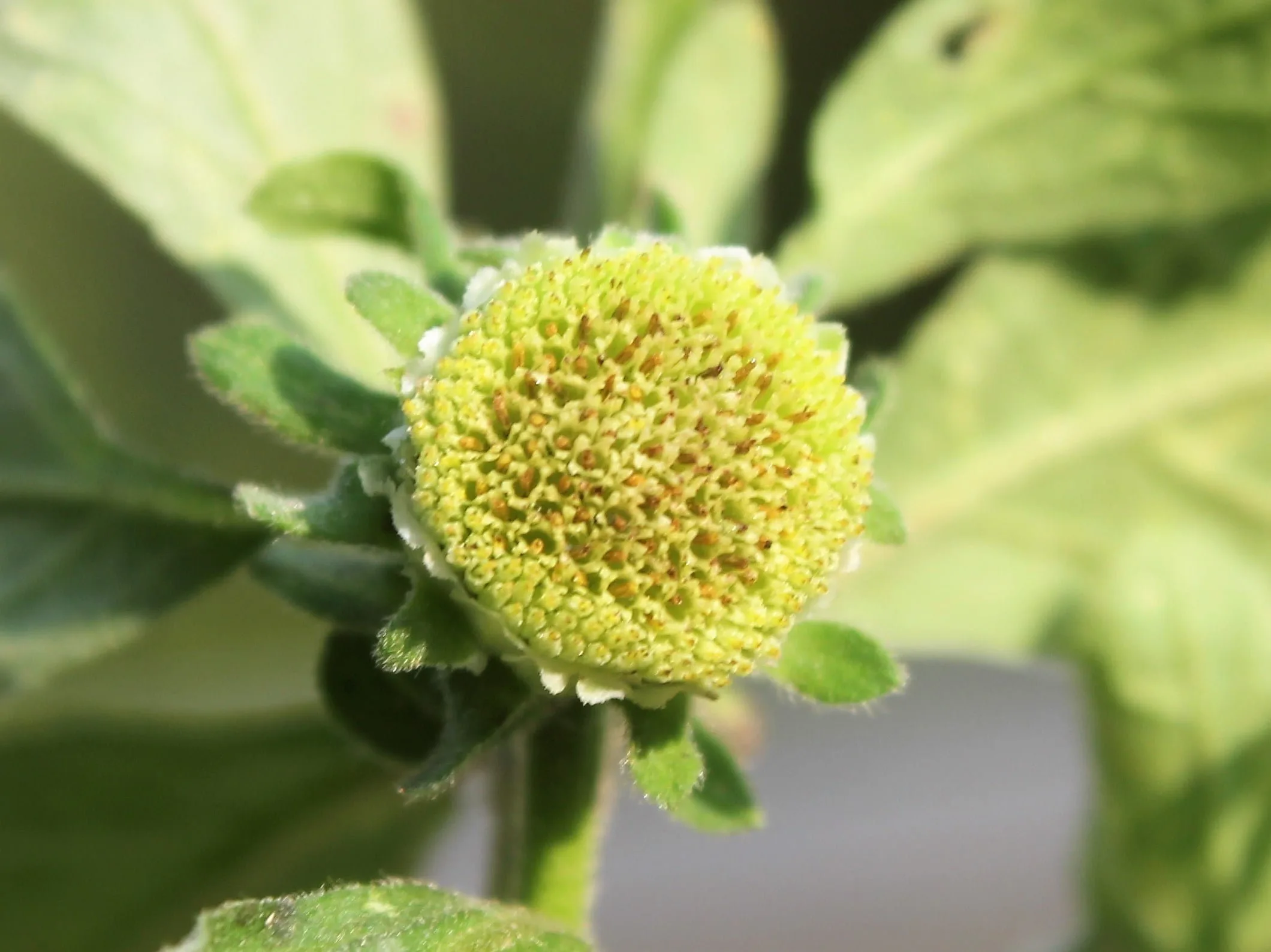 Carpesium cernuum