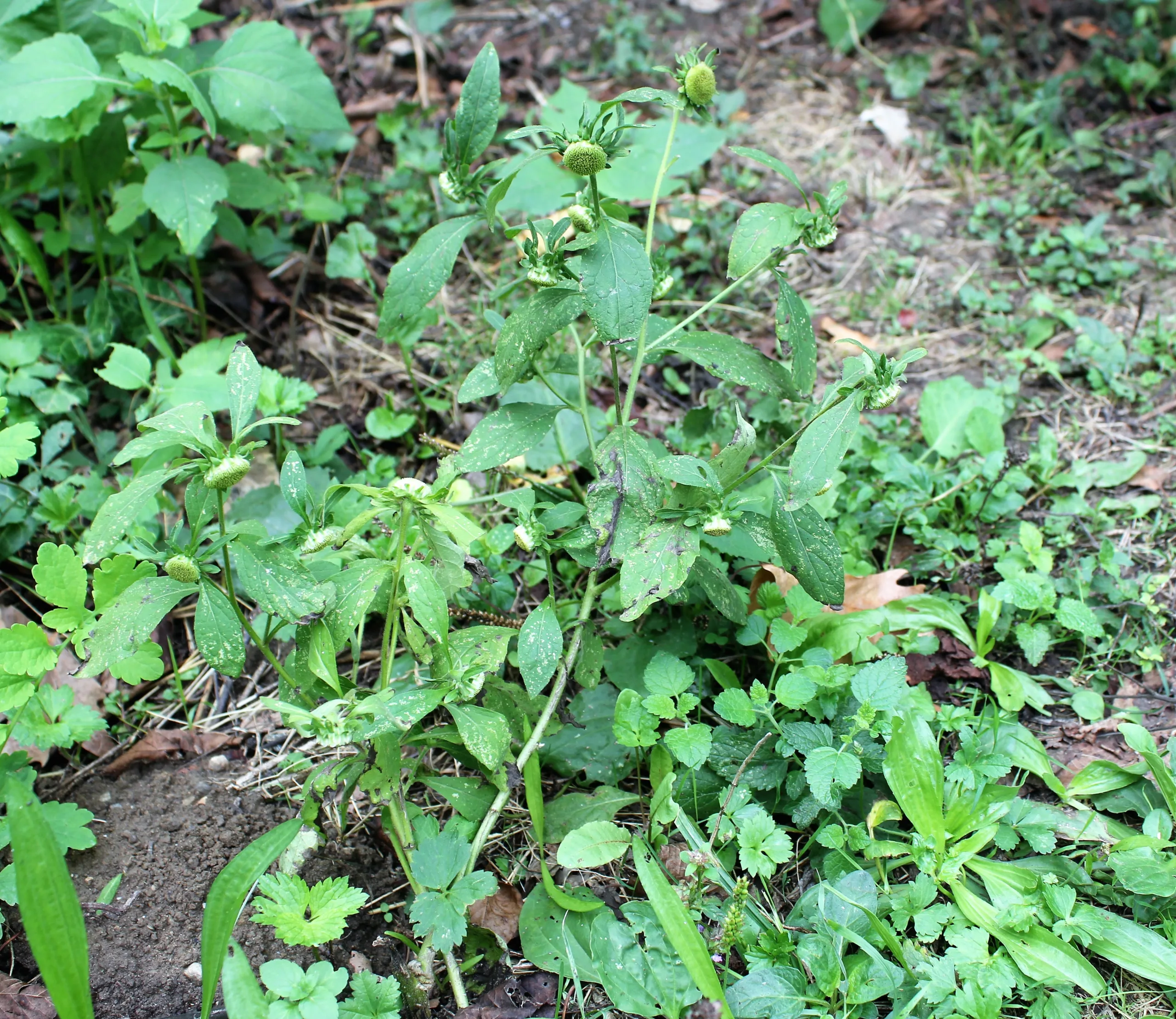 Carpesium cernuum