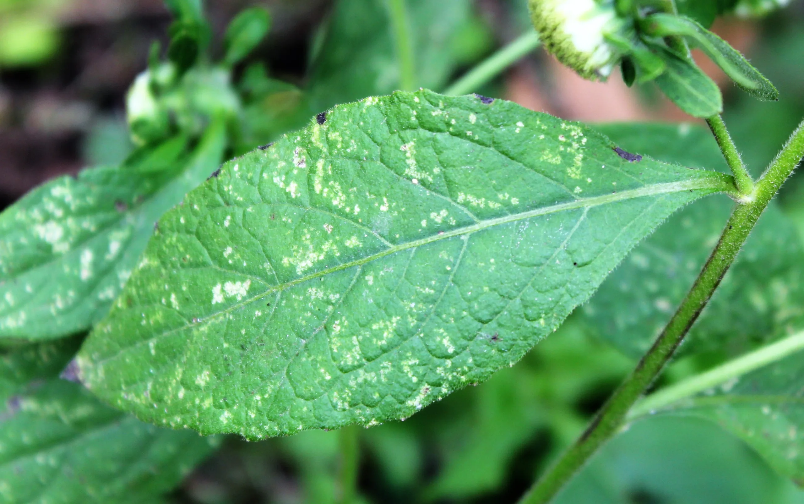 Carpesium cernuum