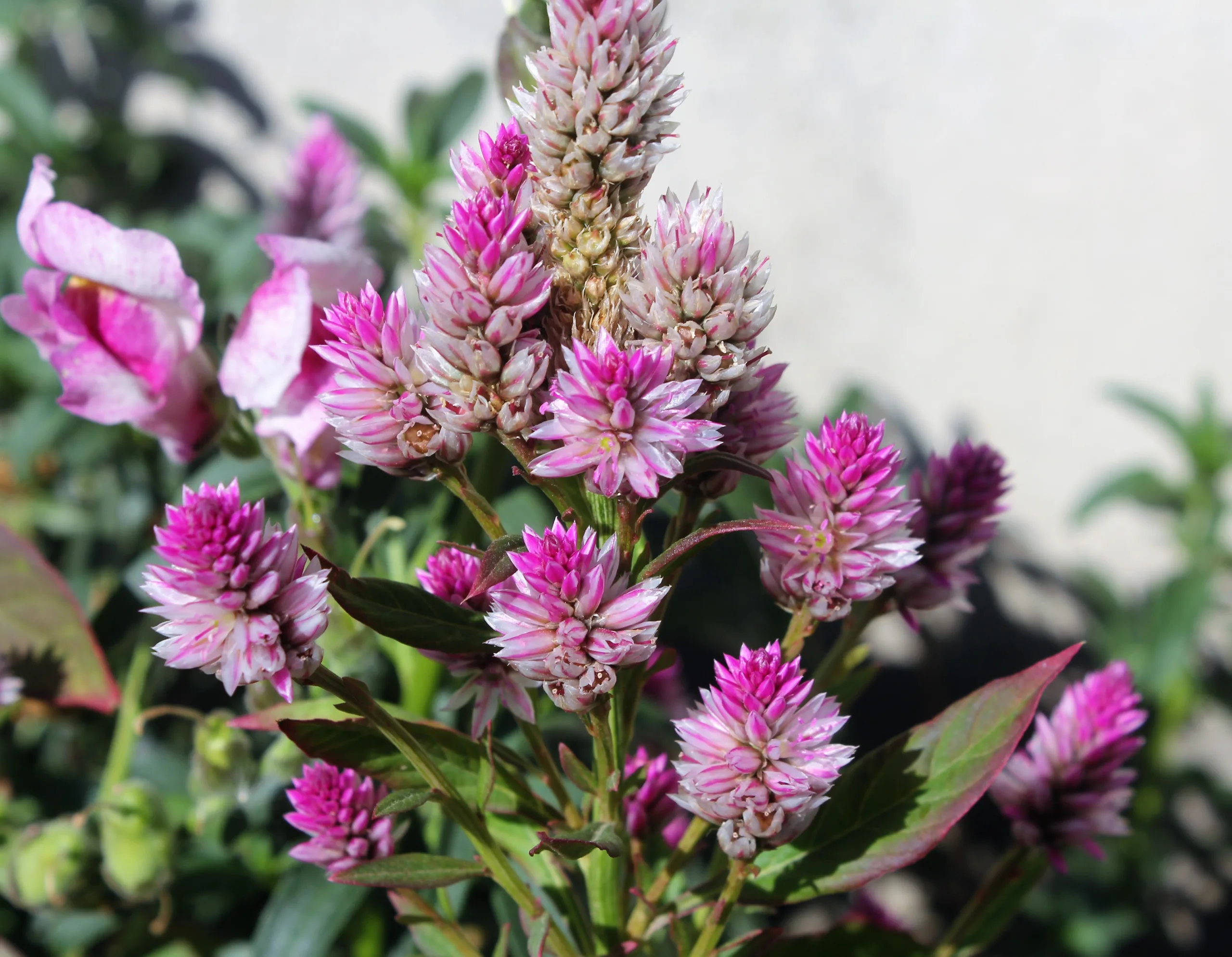 Celosia argentea