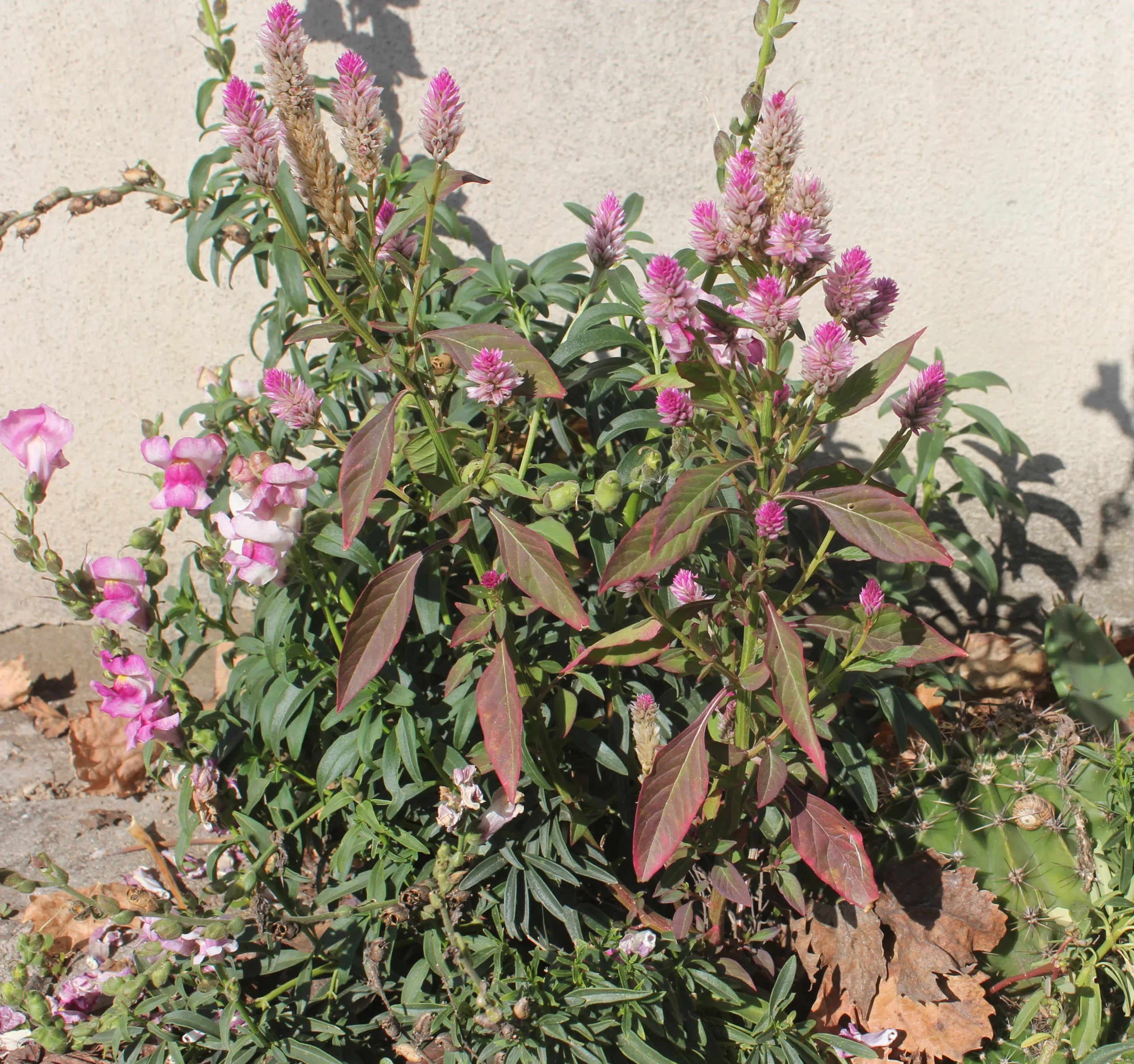 Celosia argentea