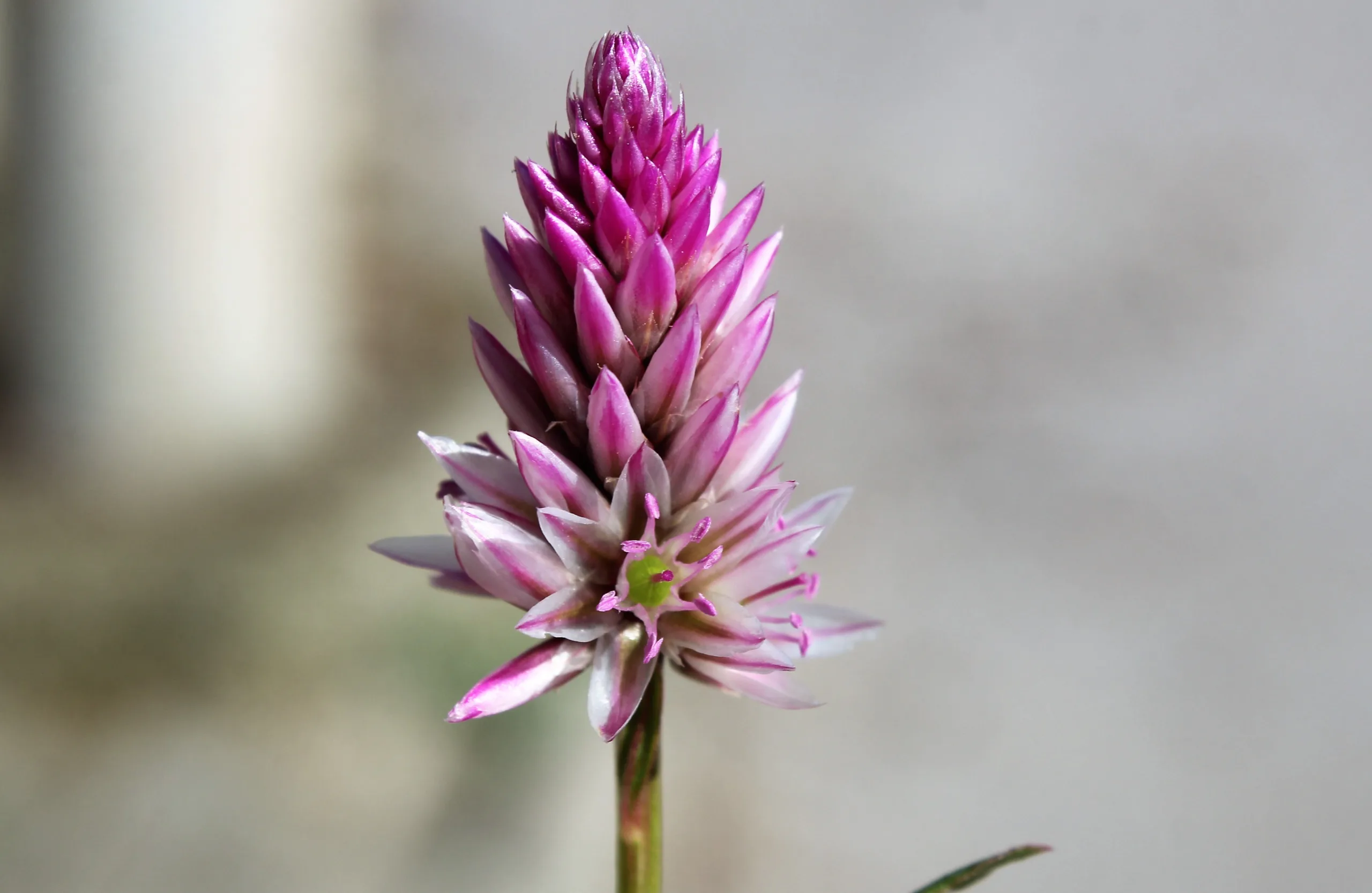 Celosia argentea