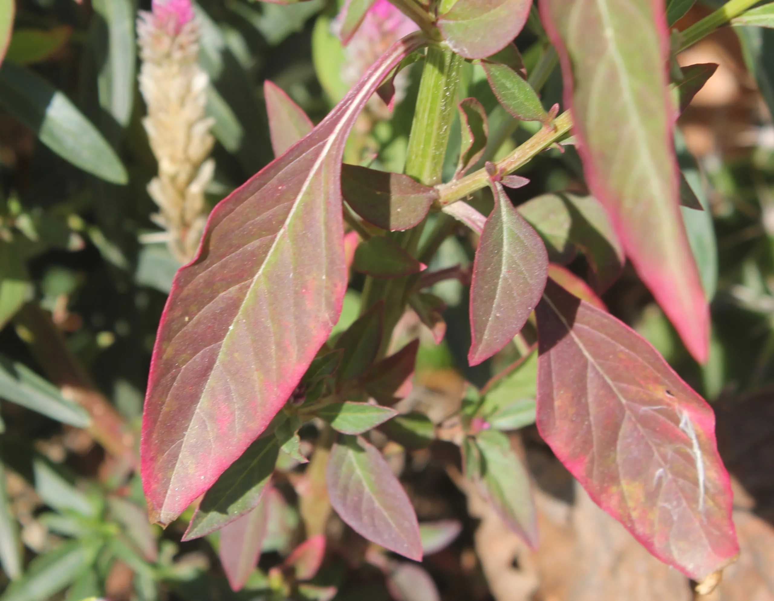 Celosia argentea