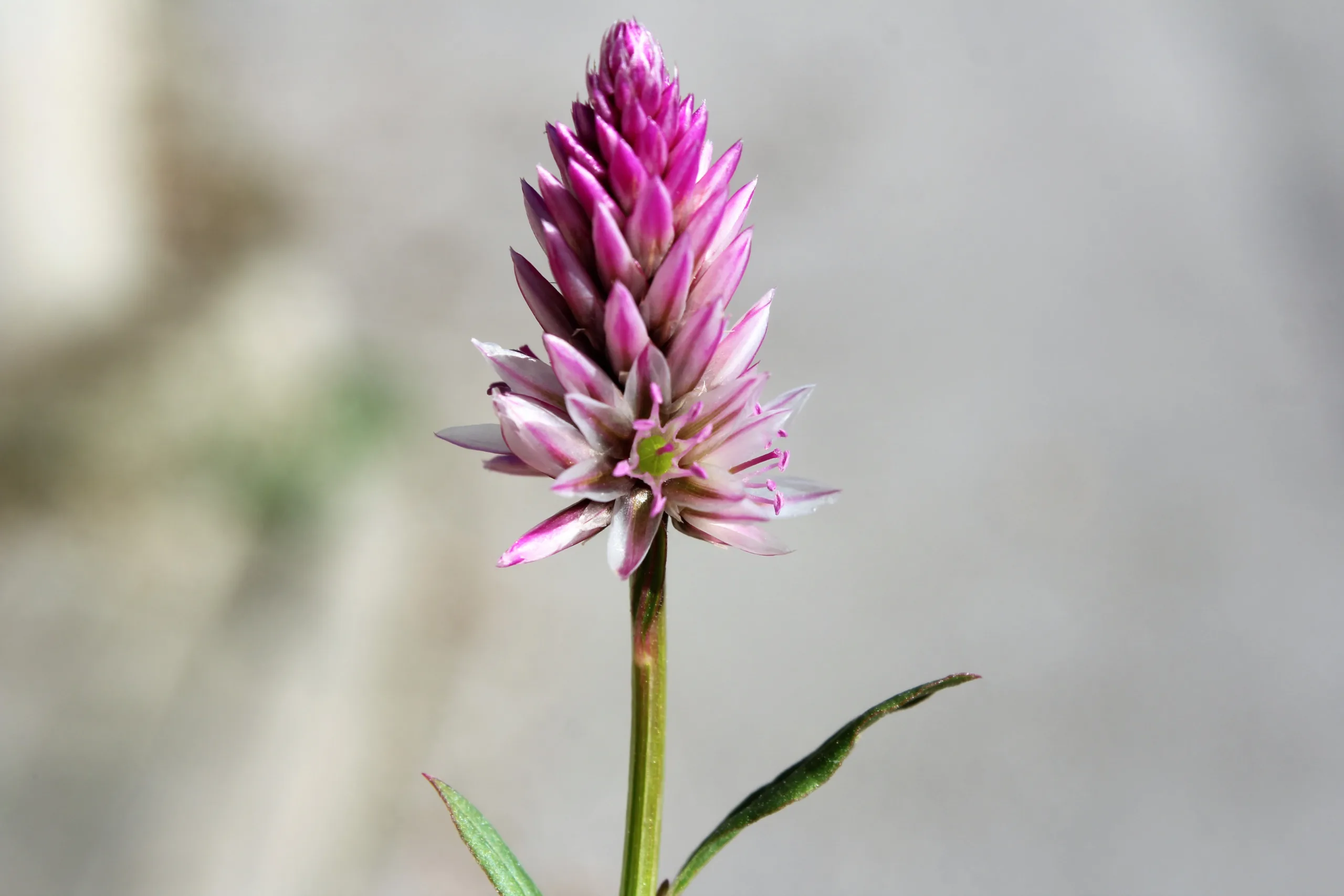 Celosia argentea