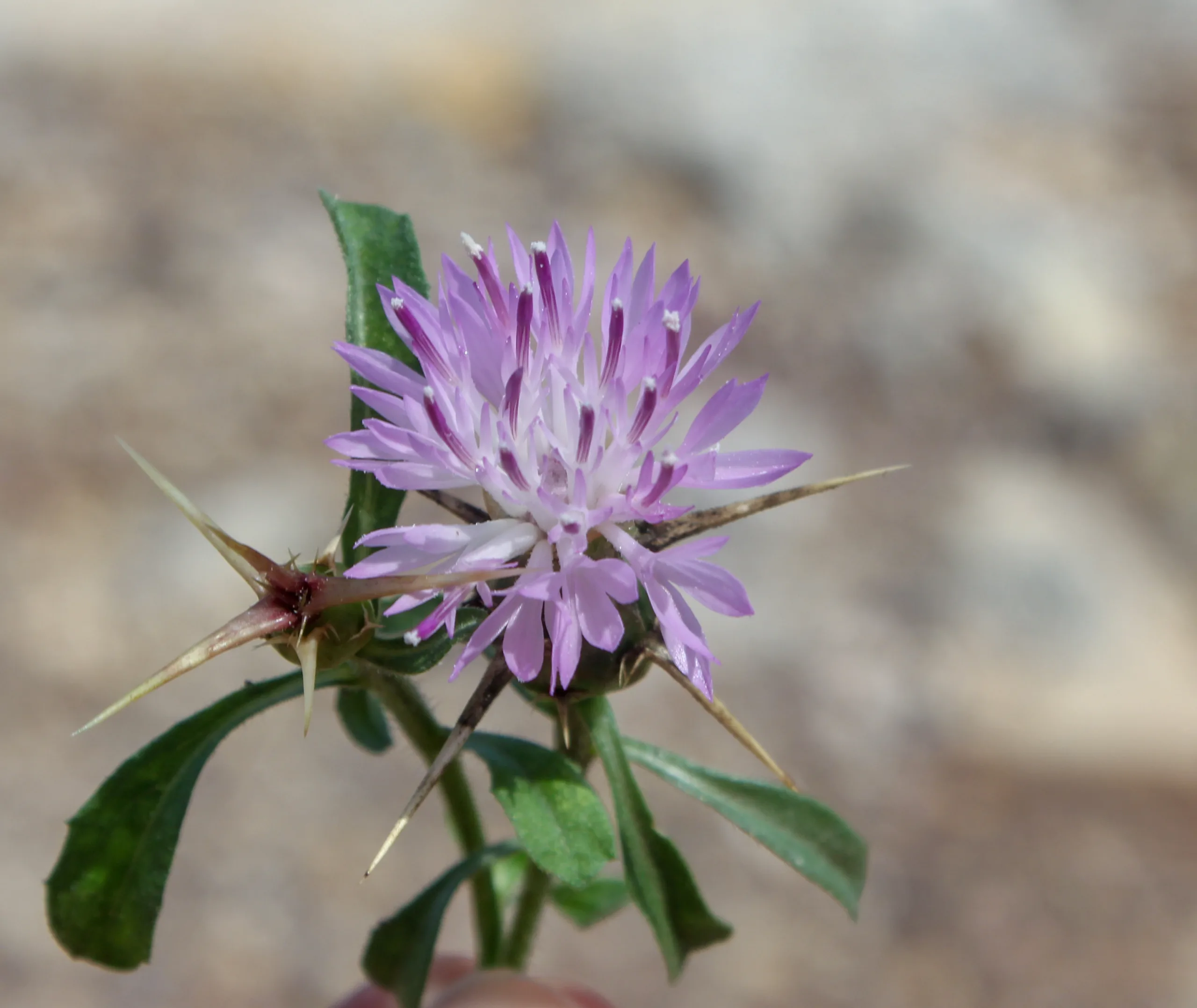 Centaurea calcitrapa