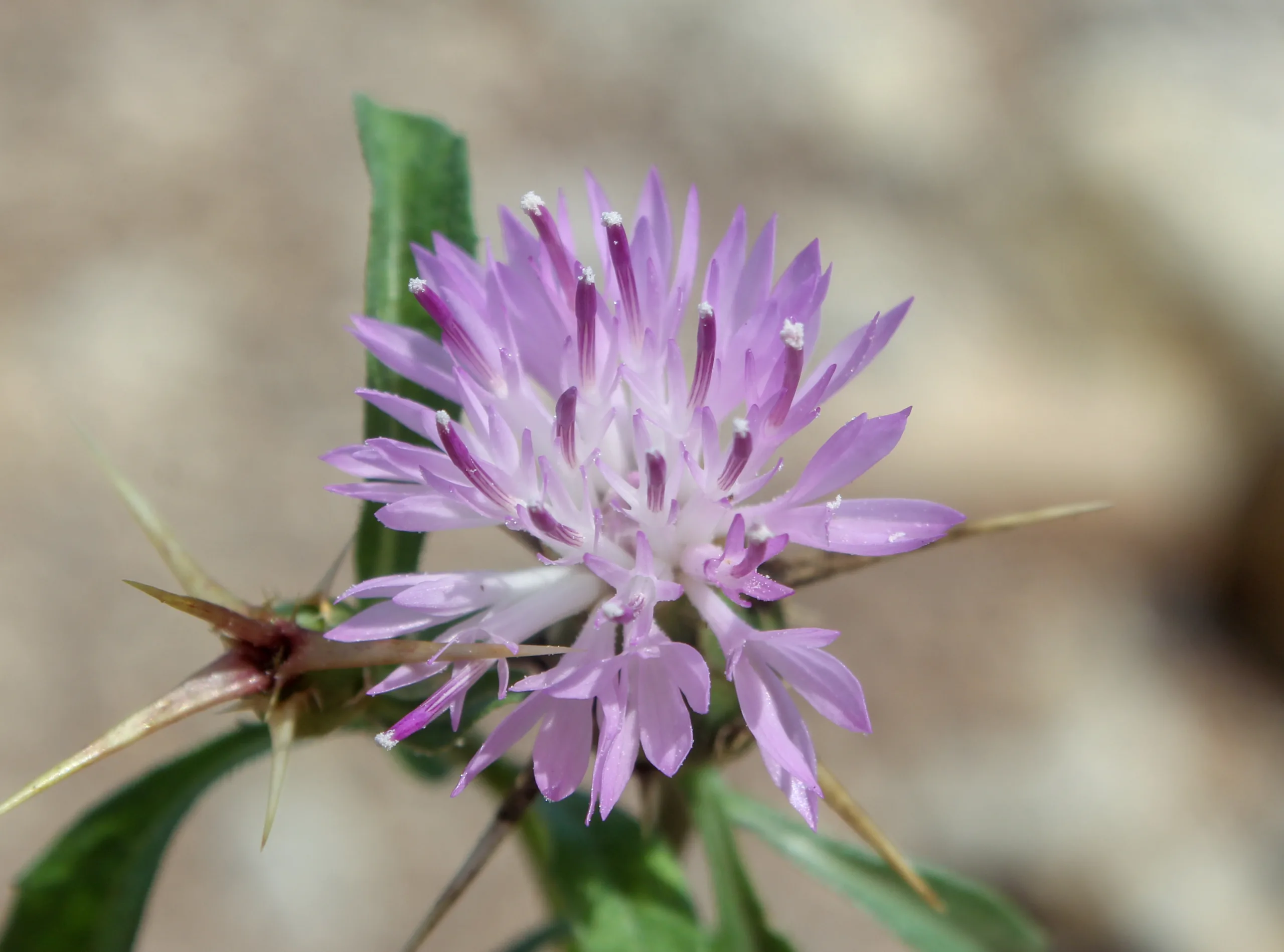 Centaurea calcitrapa