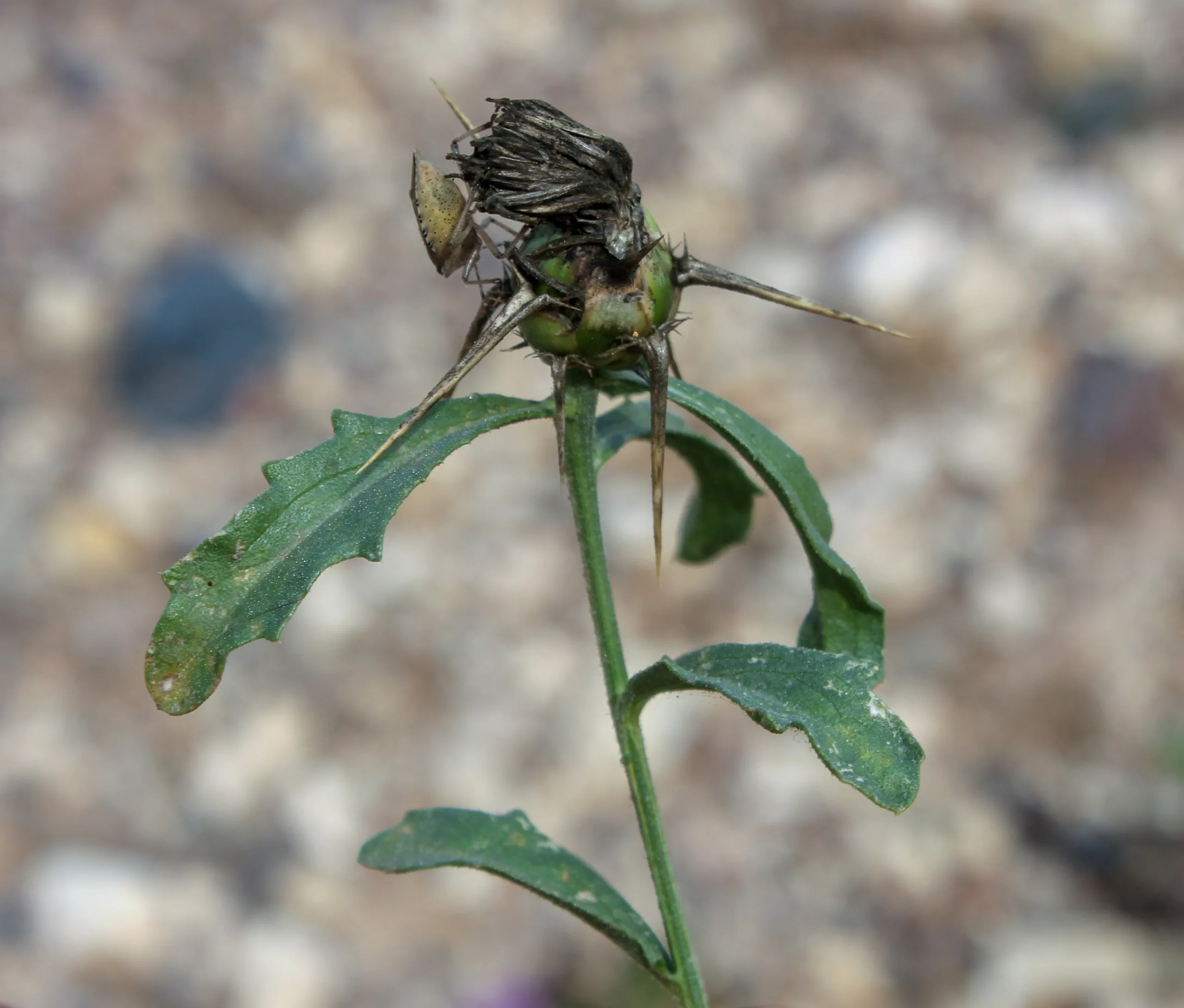 Centaurea calcitrapa