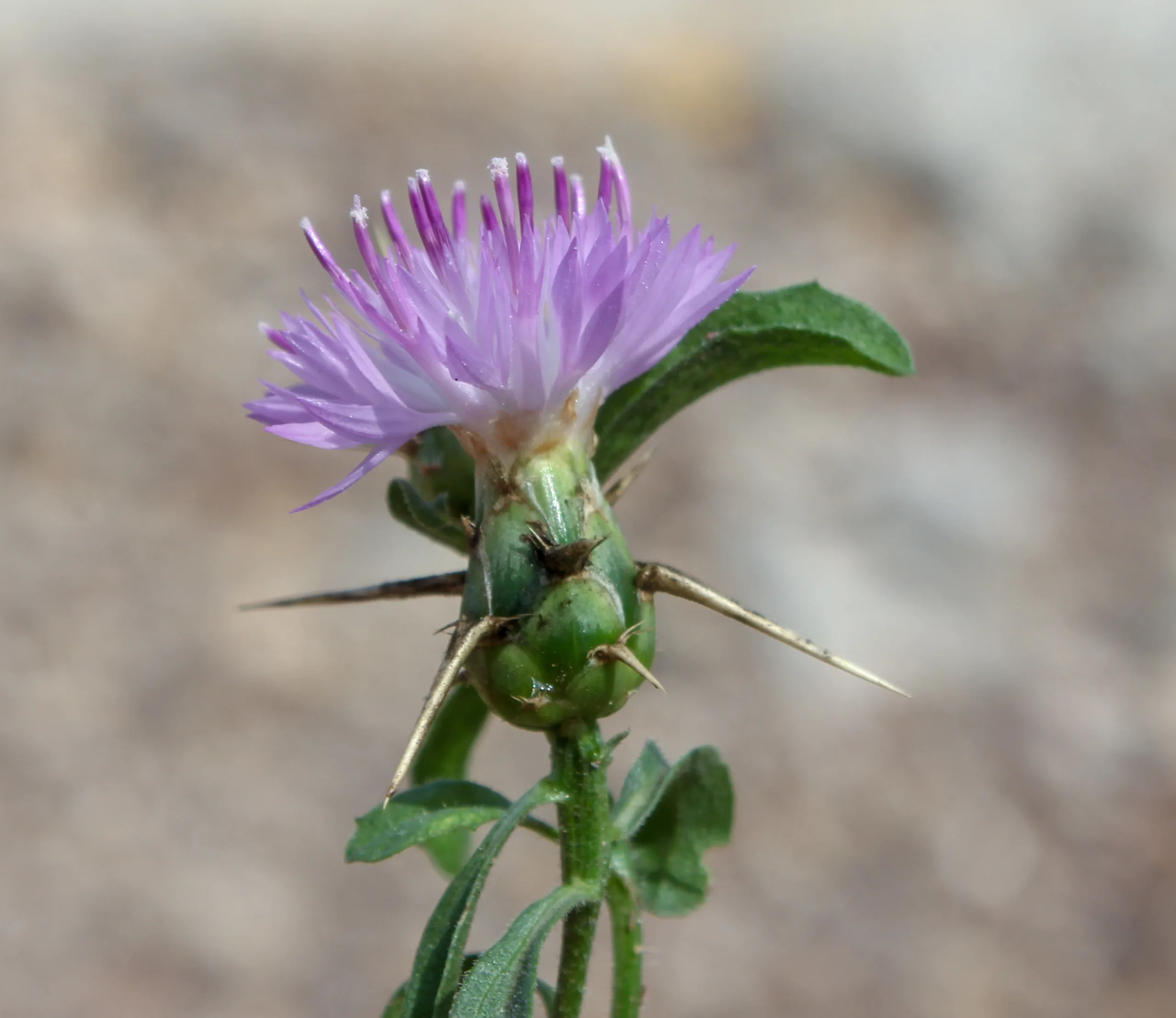Centaurea calcitrapa