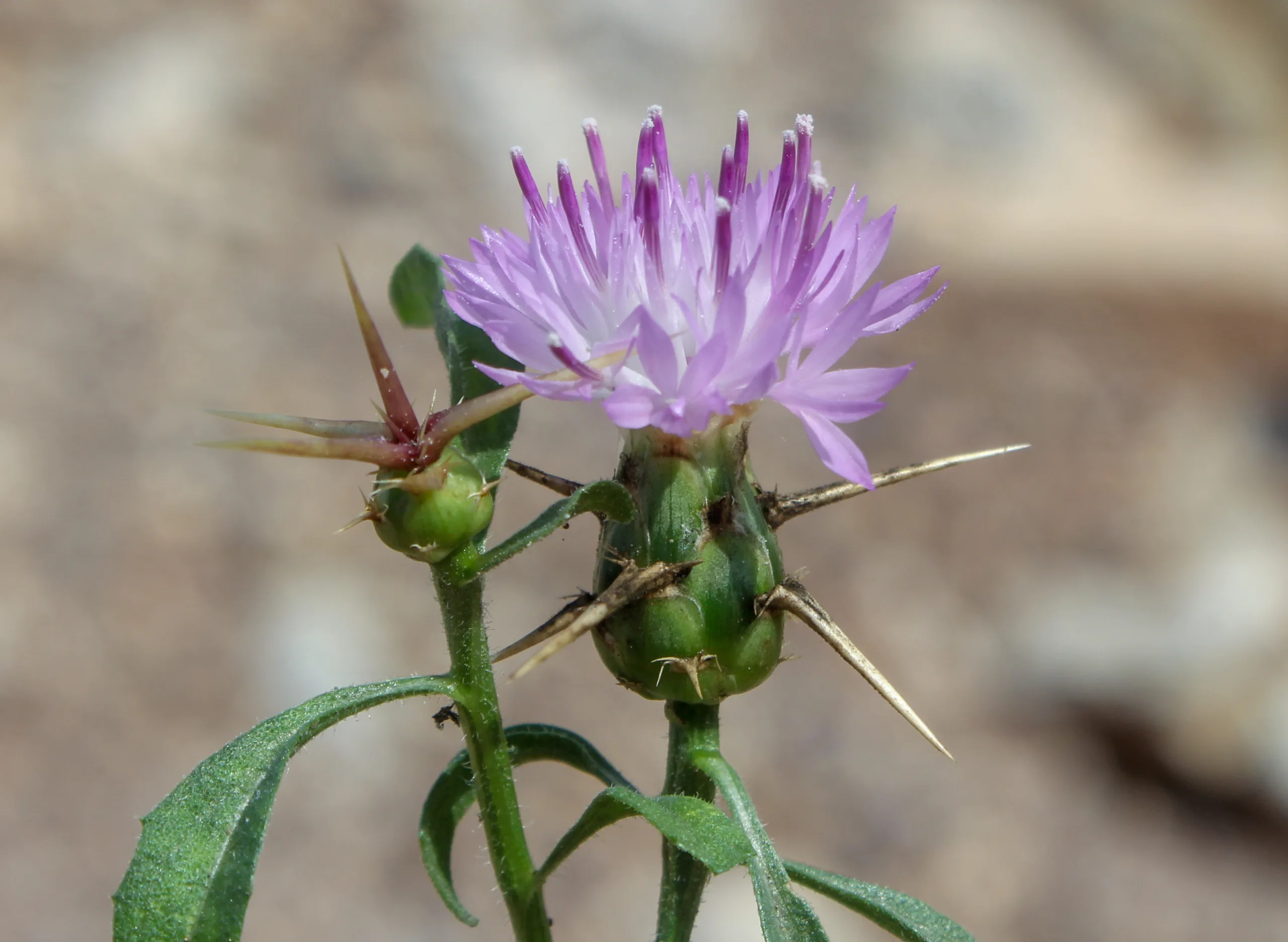 Centaurea calcitrapa