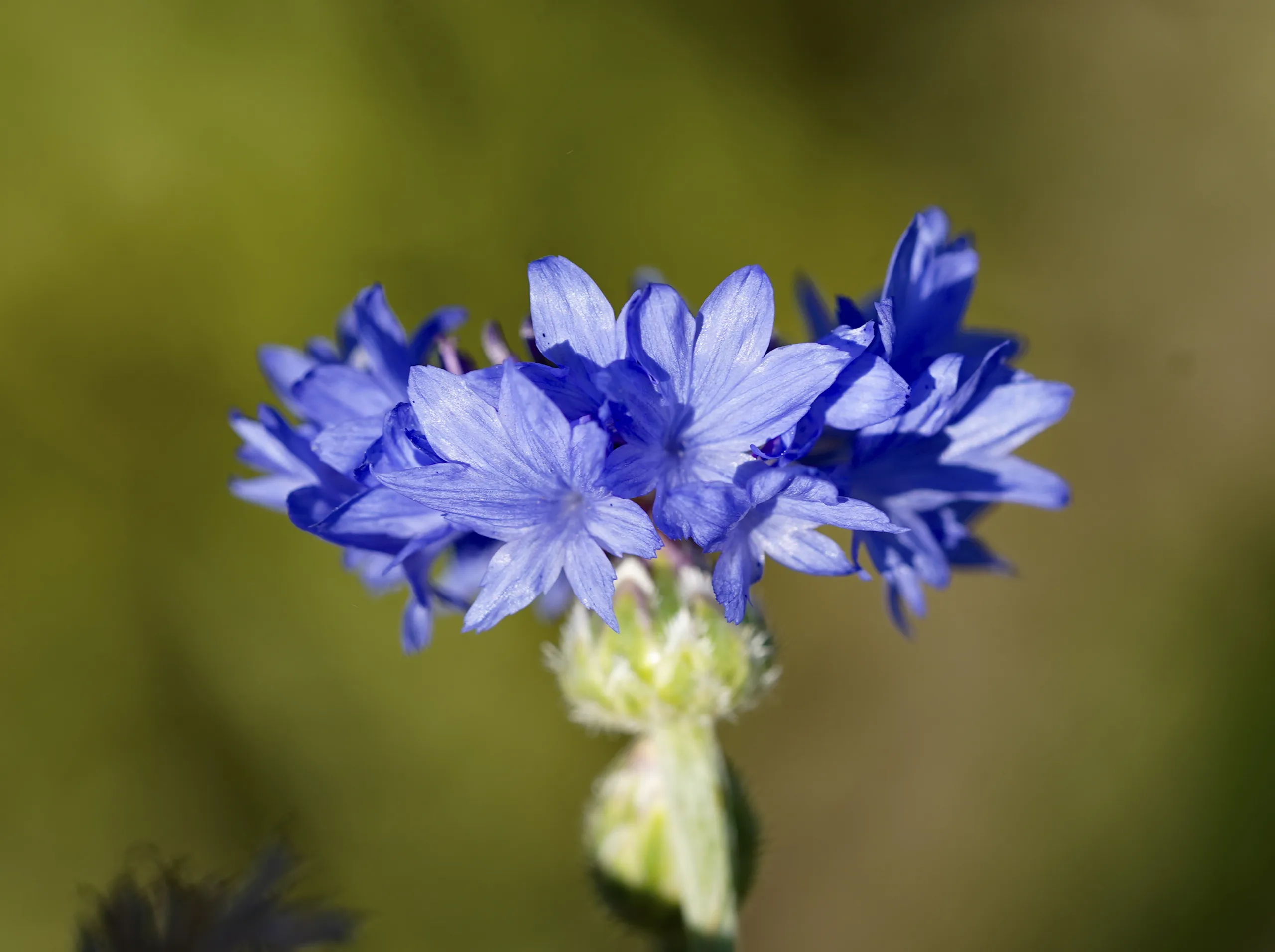 Centaurea cyanus
