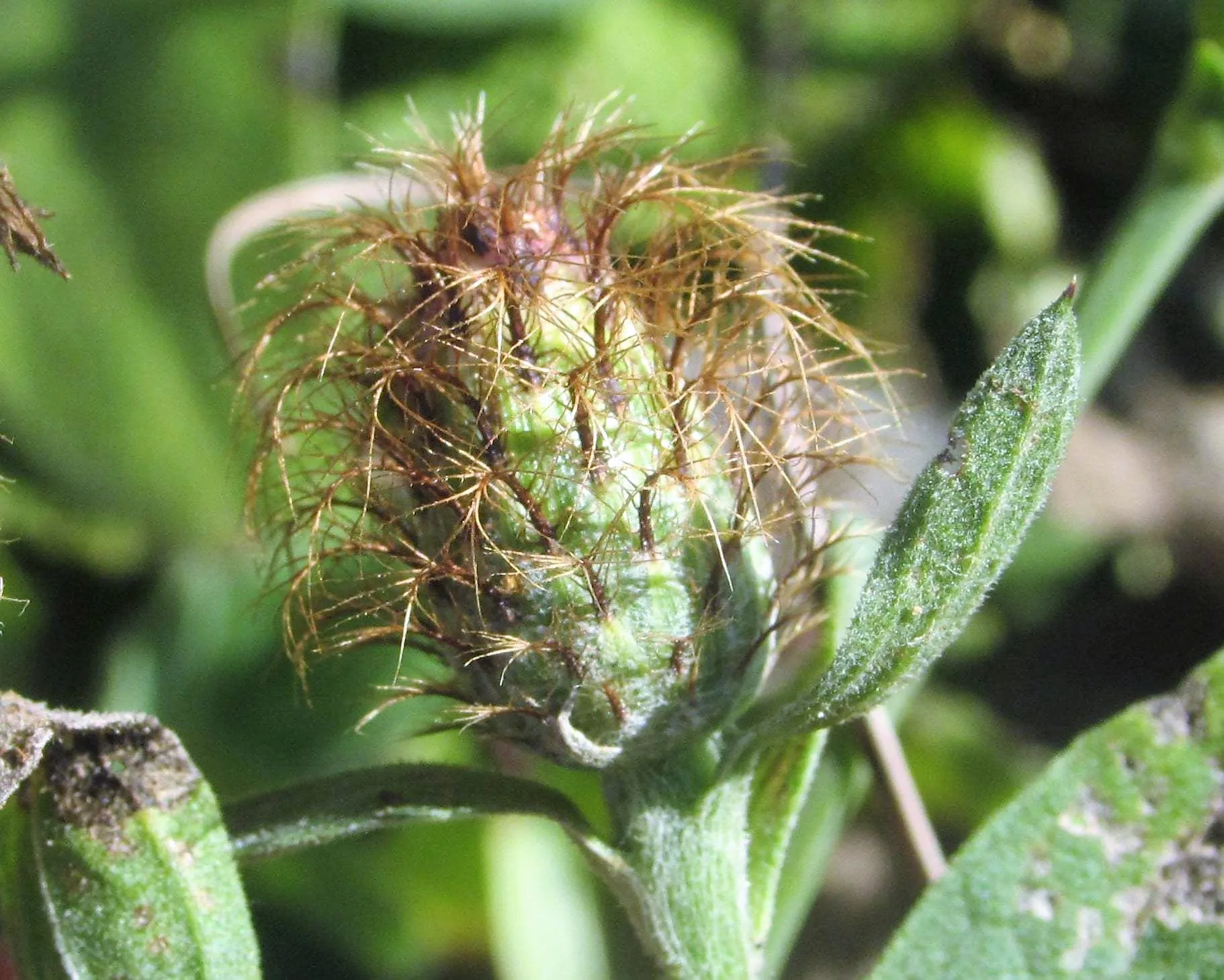 Centaurea phrygia subsp. stenolepis