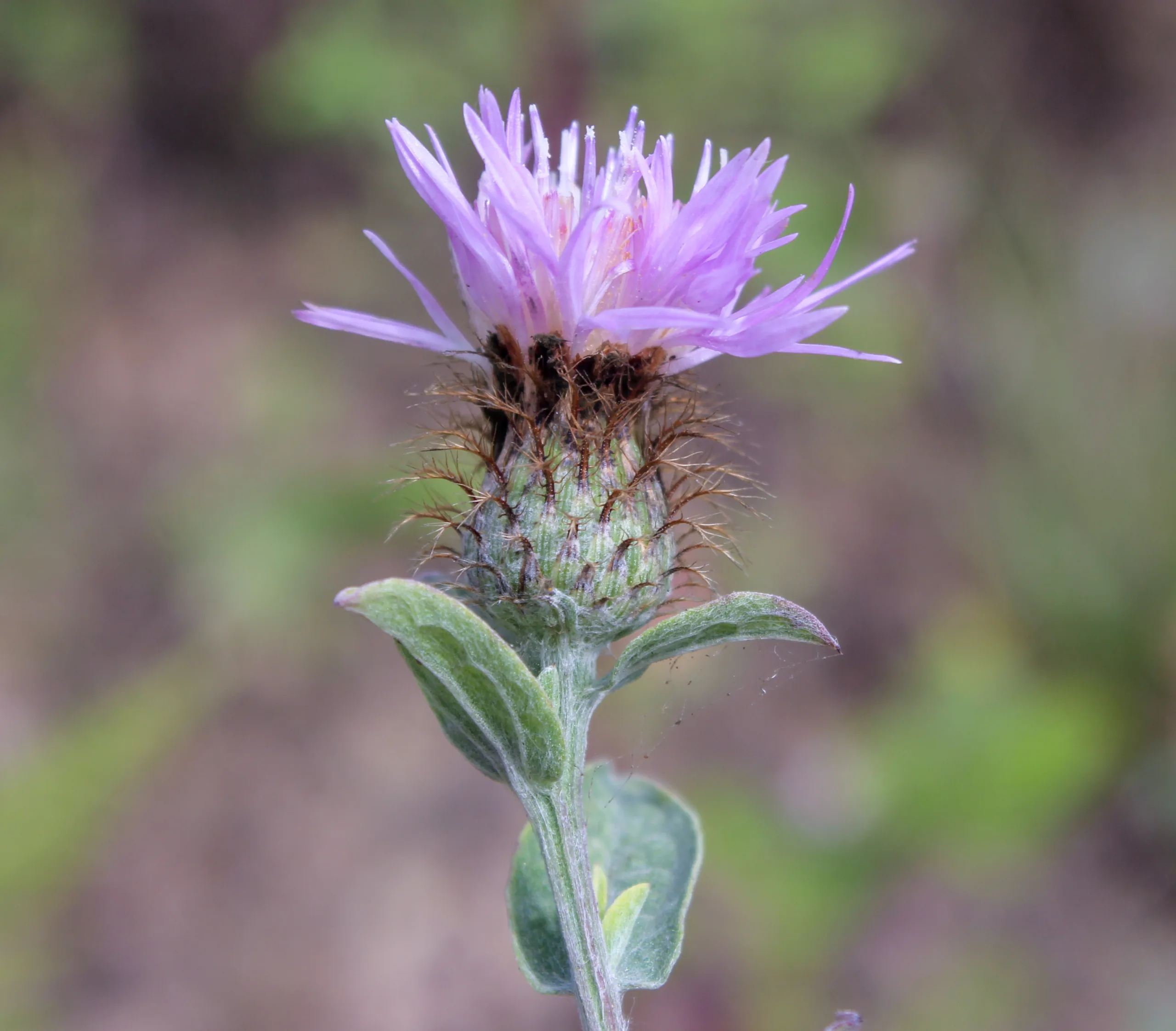 Centaurea phrygia subsp. stenolepis