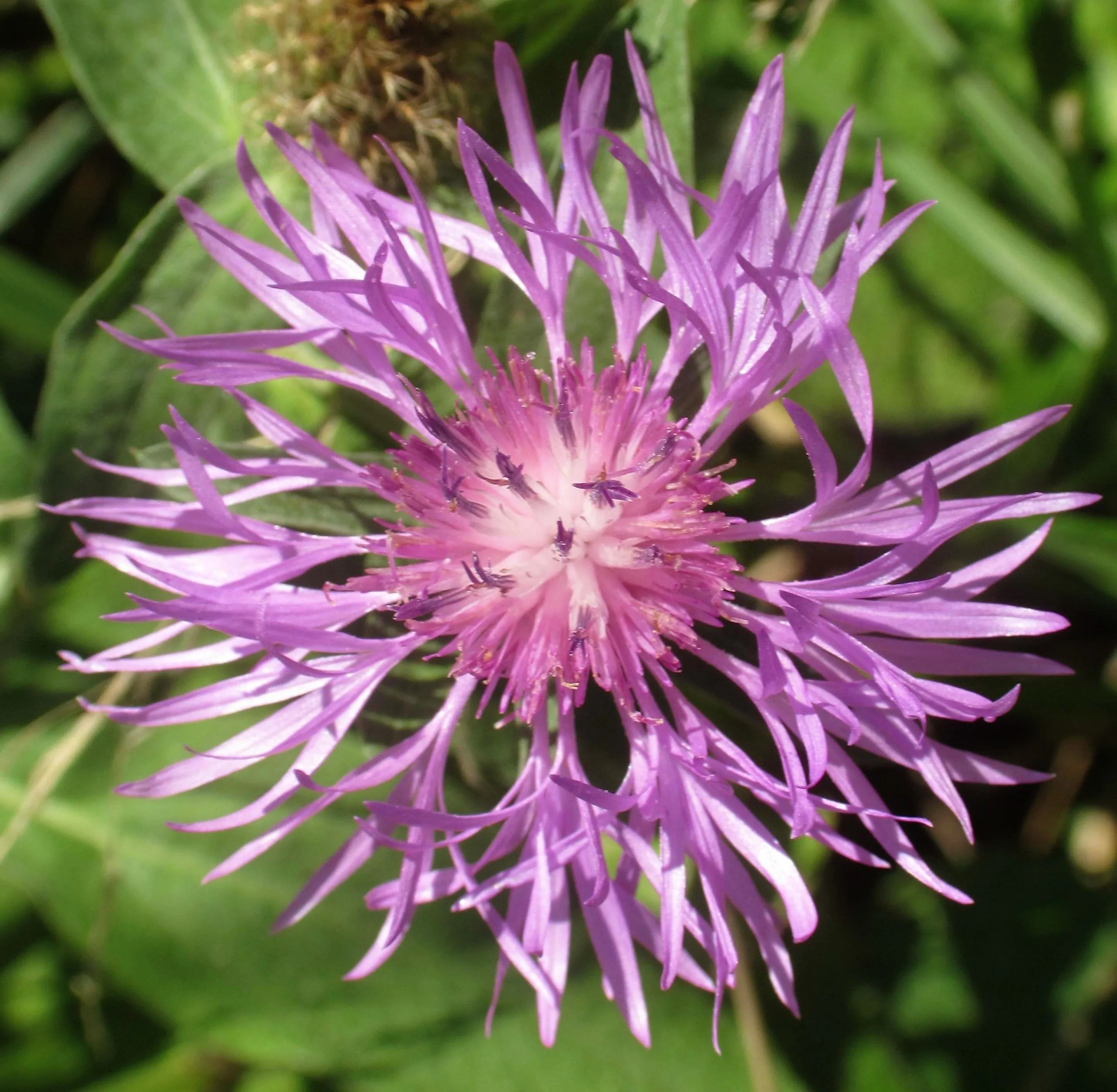 Centaurea phrygia subsp. stenolepis