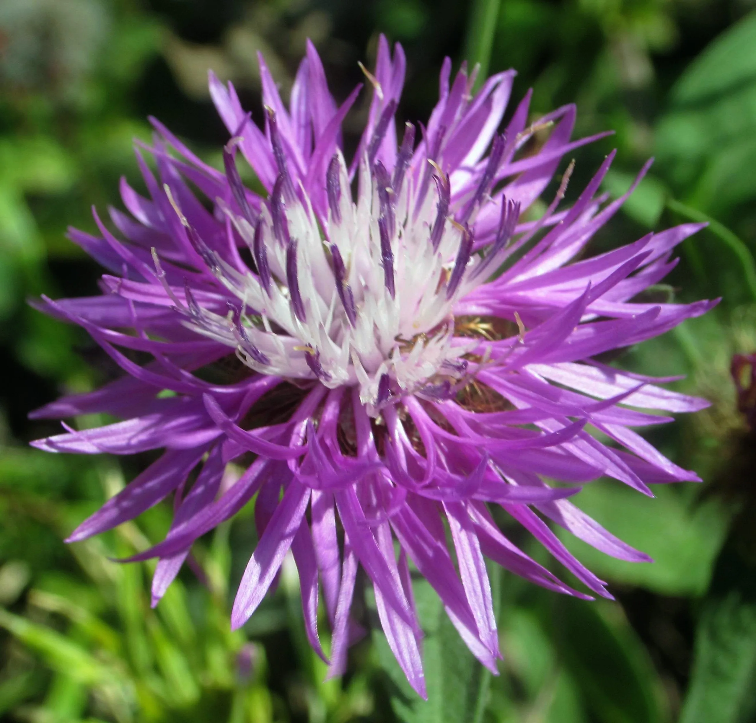 Centaurea phrygia subsp. stenolepis