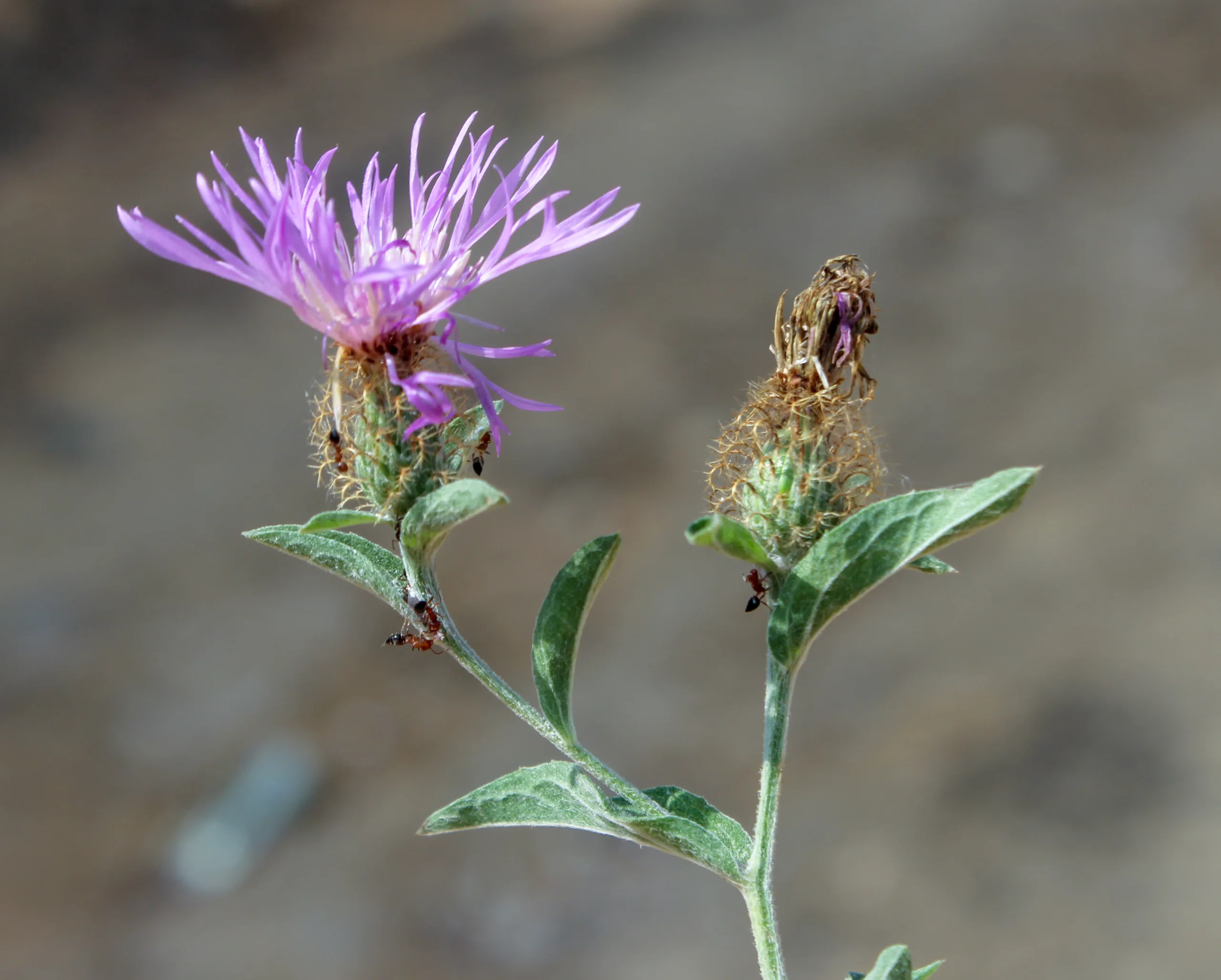 Centaurea phrygia subsp. stenolepis