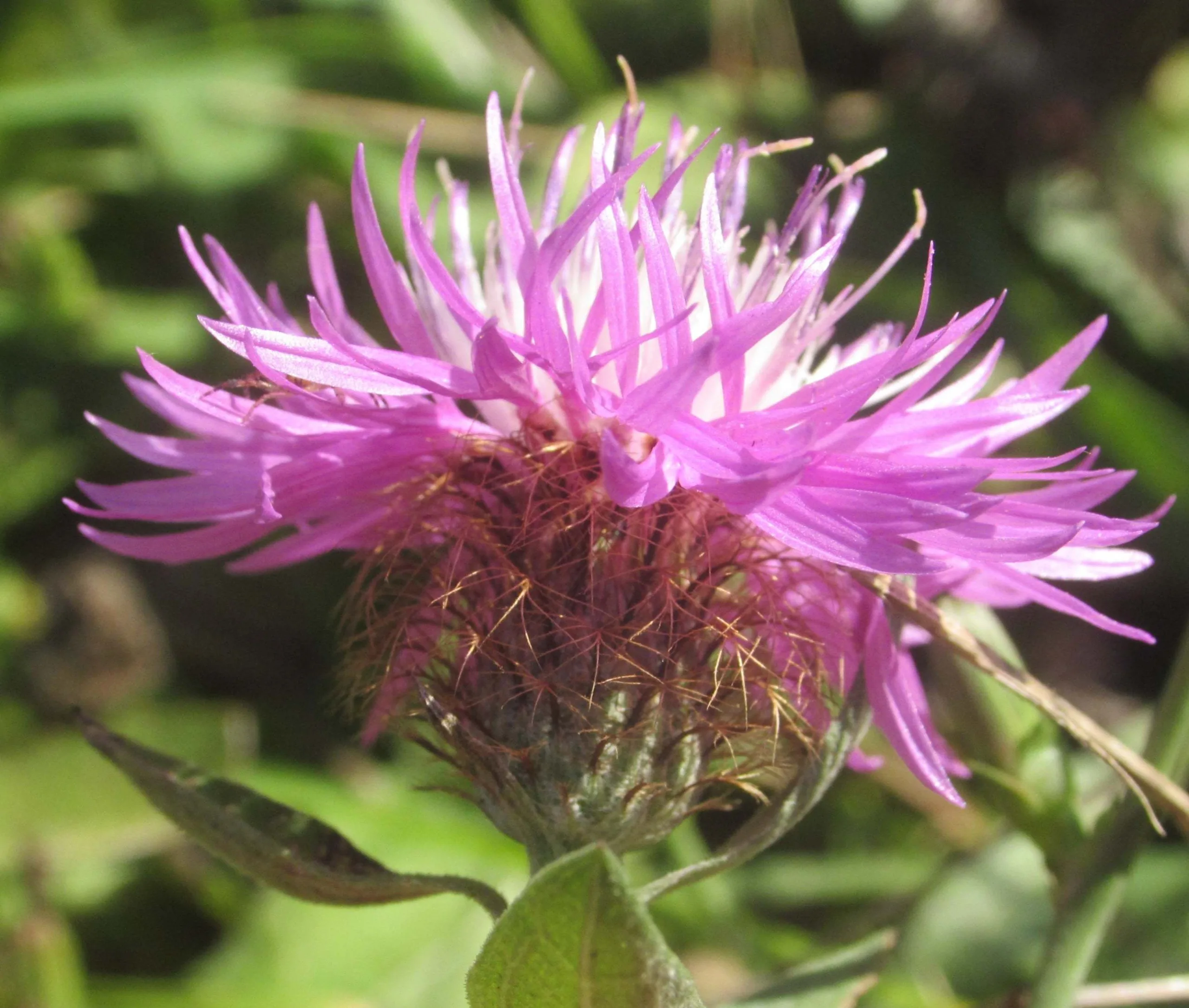Centaurea phrygia subsp. stenolepis