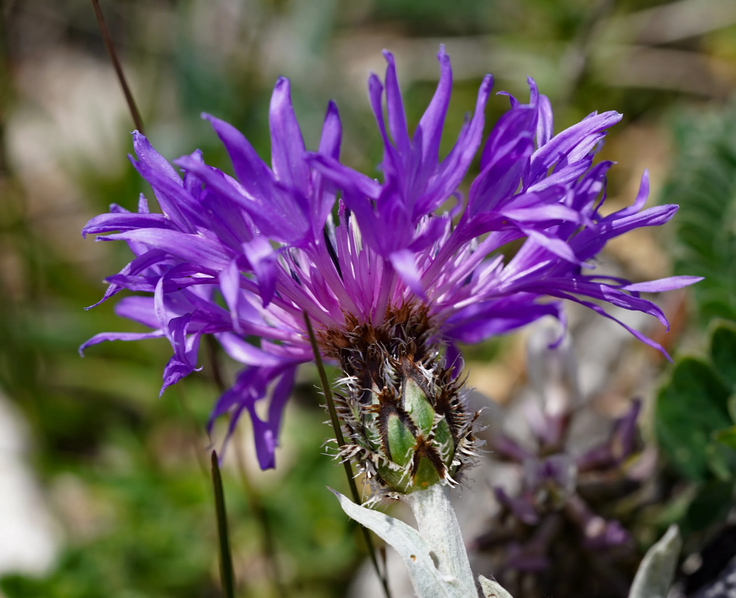 Centaurea pichleri
