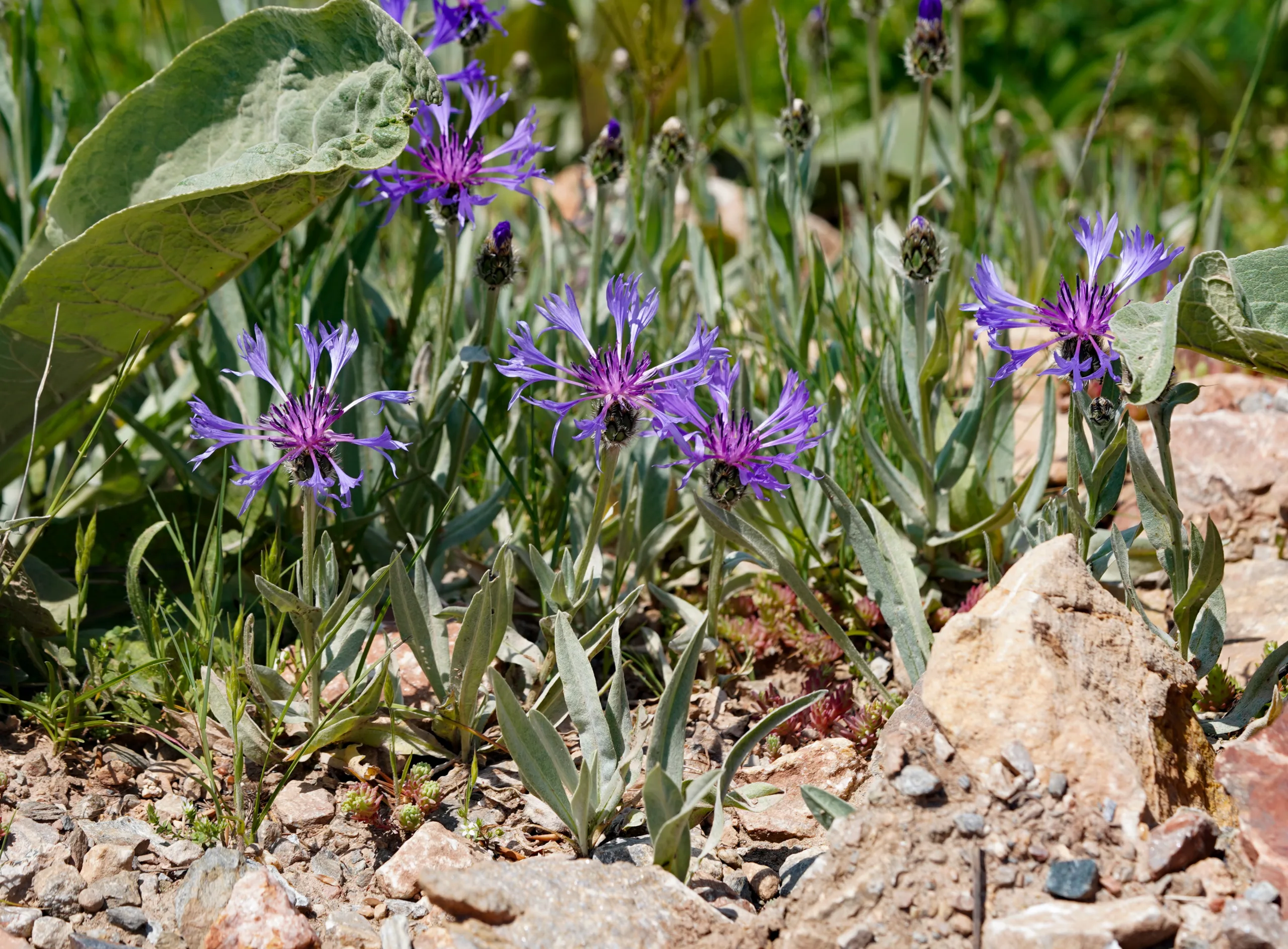 Centaurea pichleri
