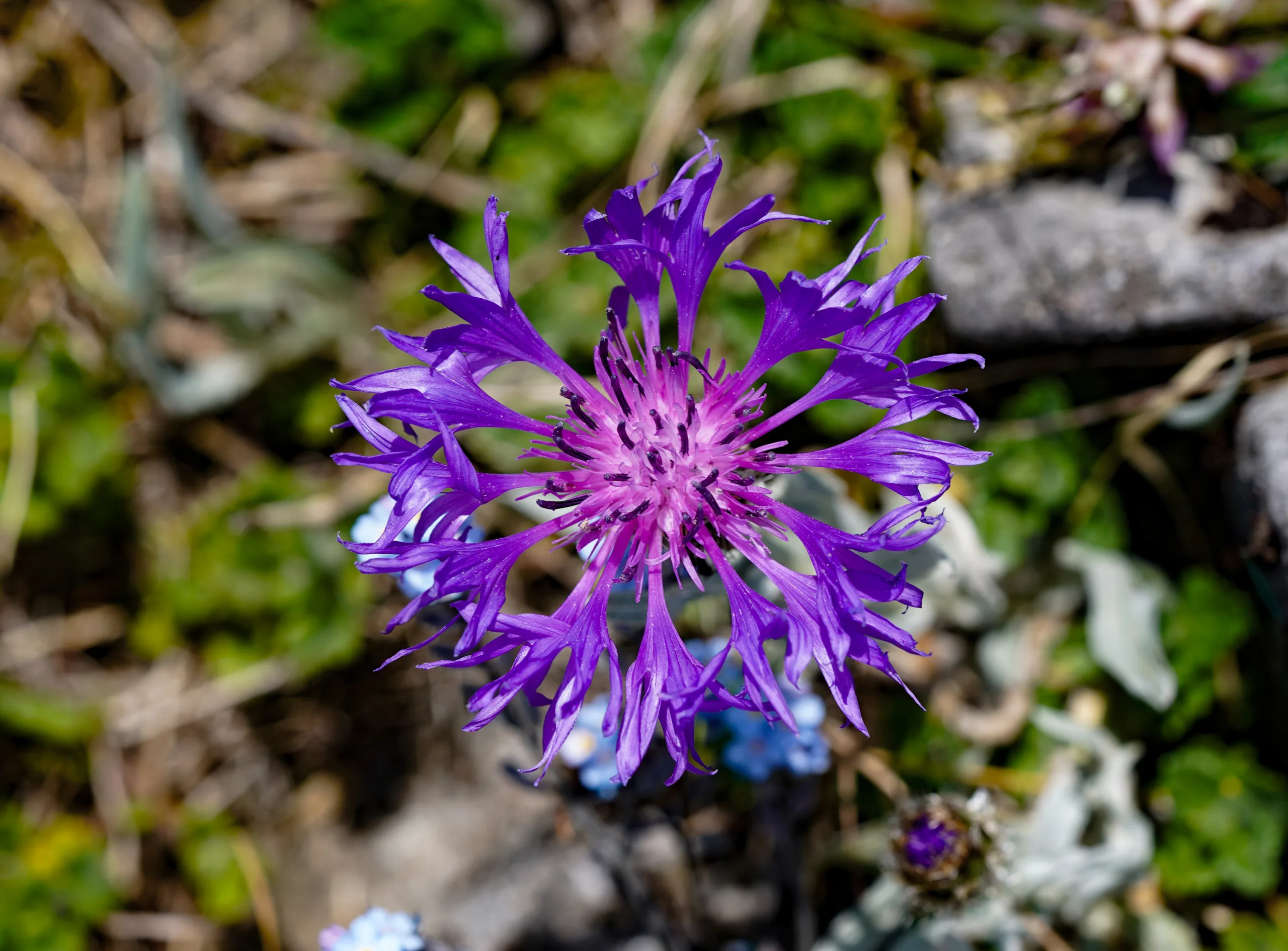 Centaurea pichleri
