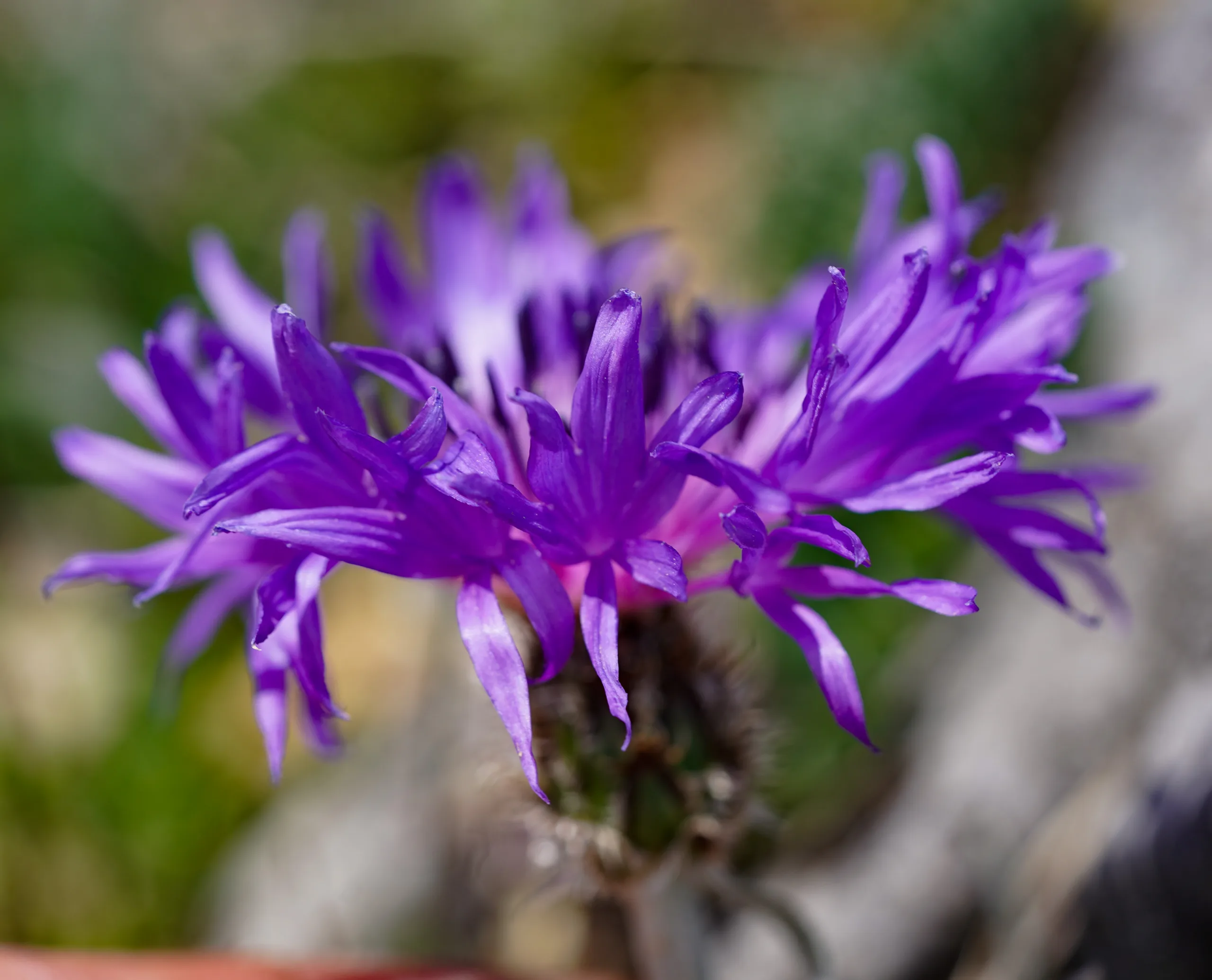 Centaurea pichleri