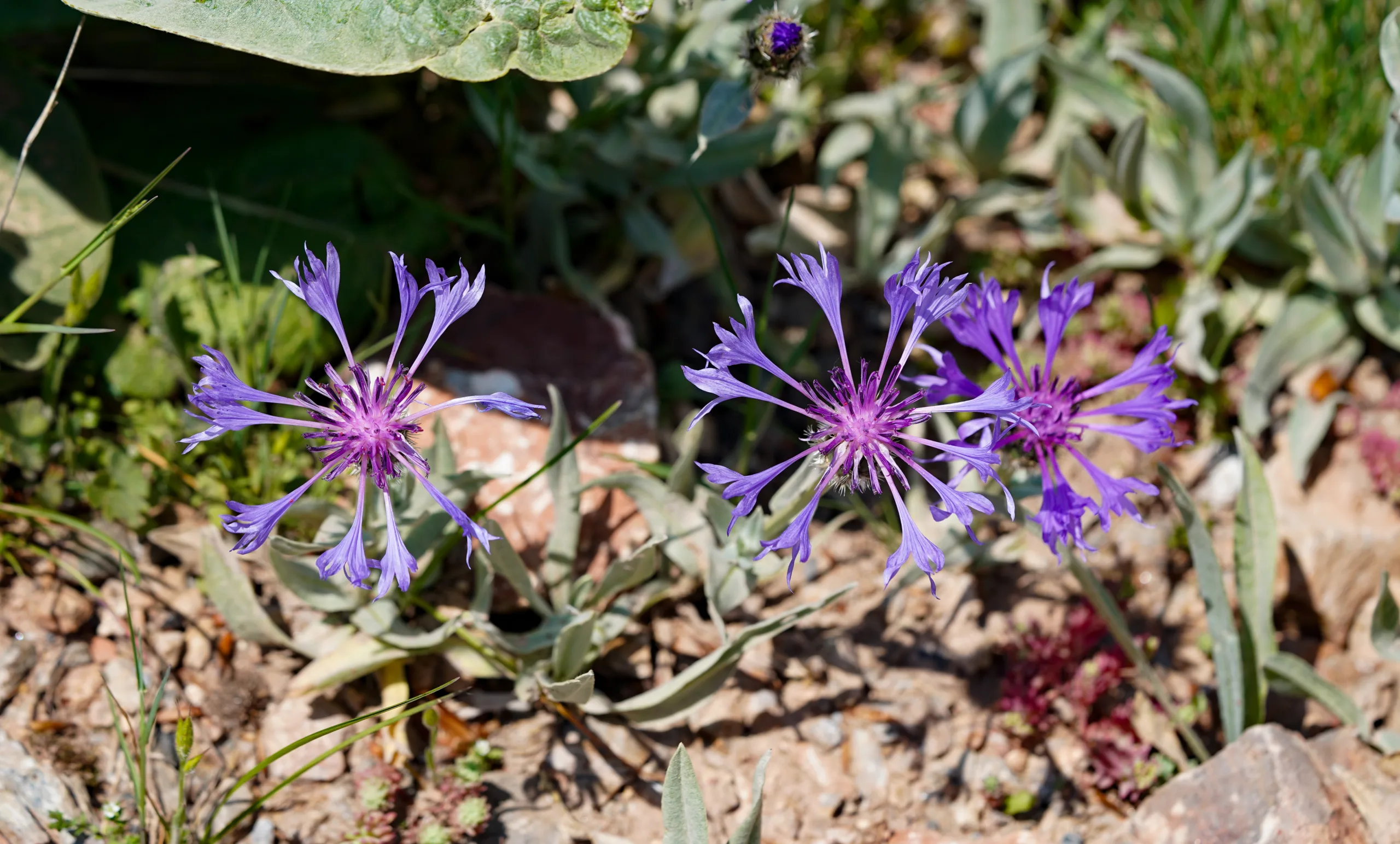 Centaurea pichleri