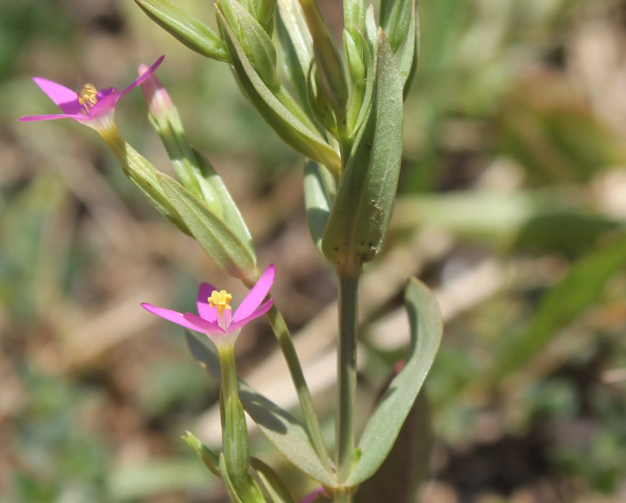Centaurium erythraea subsp. rumelicum