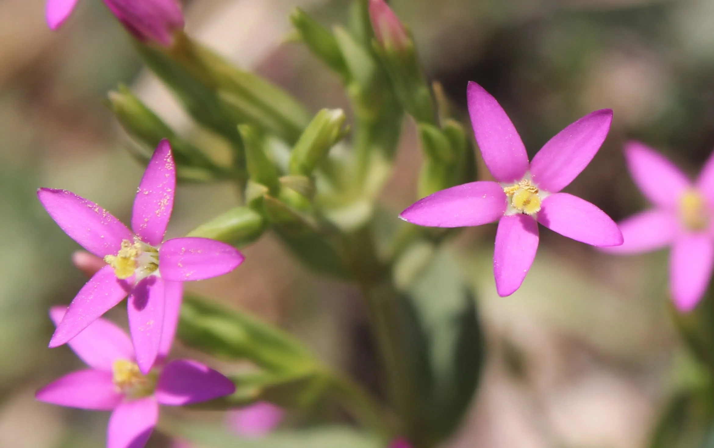 Centaurium erythraea subsp. rumelicum