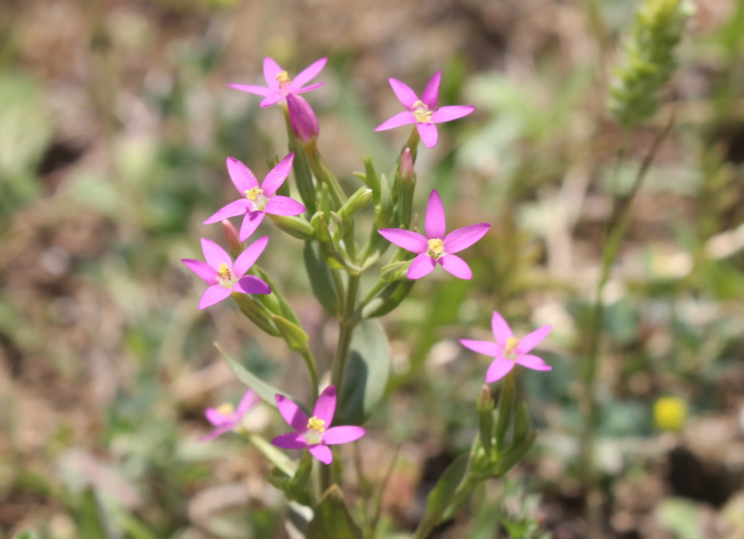 Centaurium erythraea subsp. rumelicum