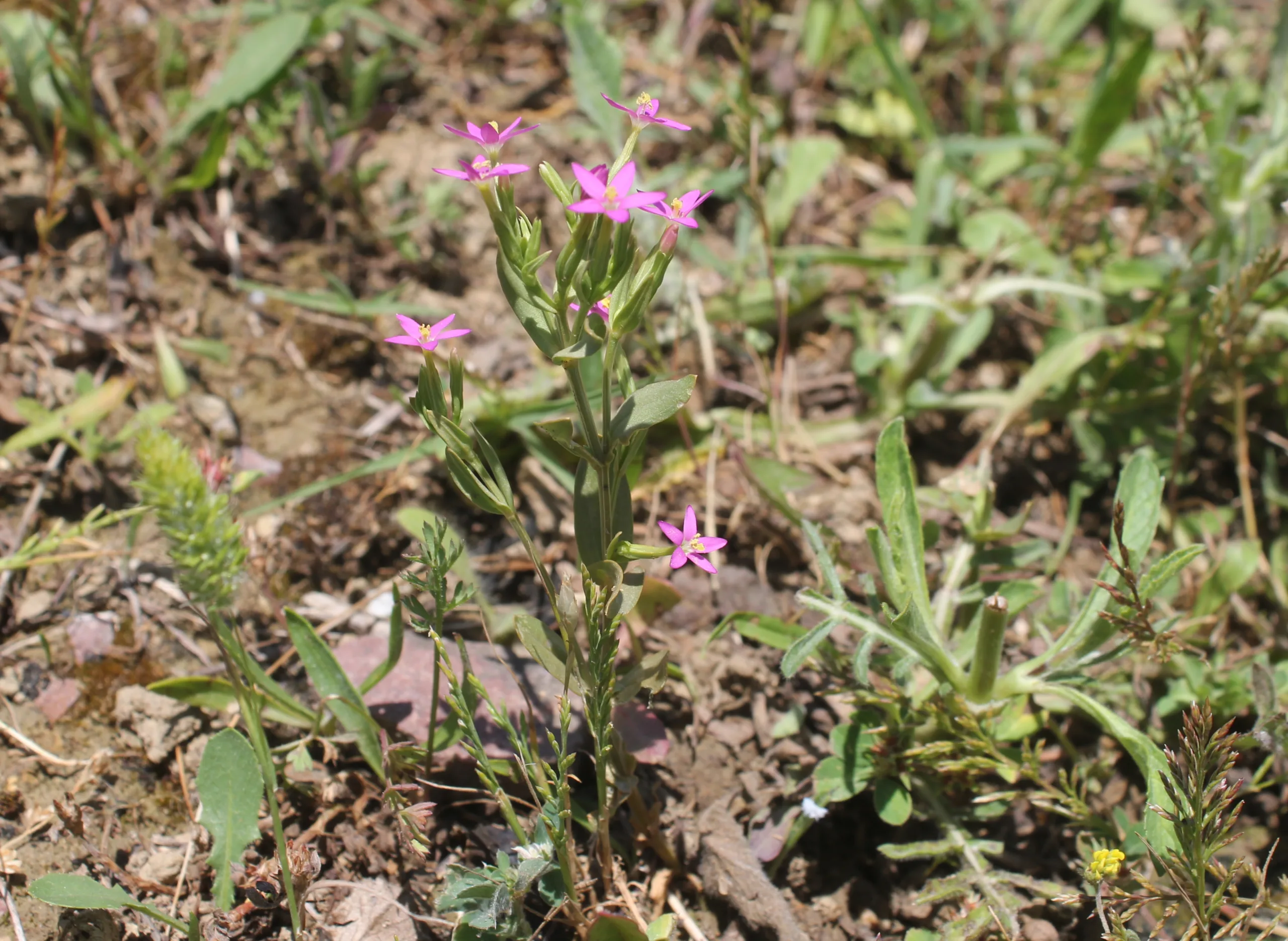 Centaurium erythraea subsp. rumelicum