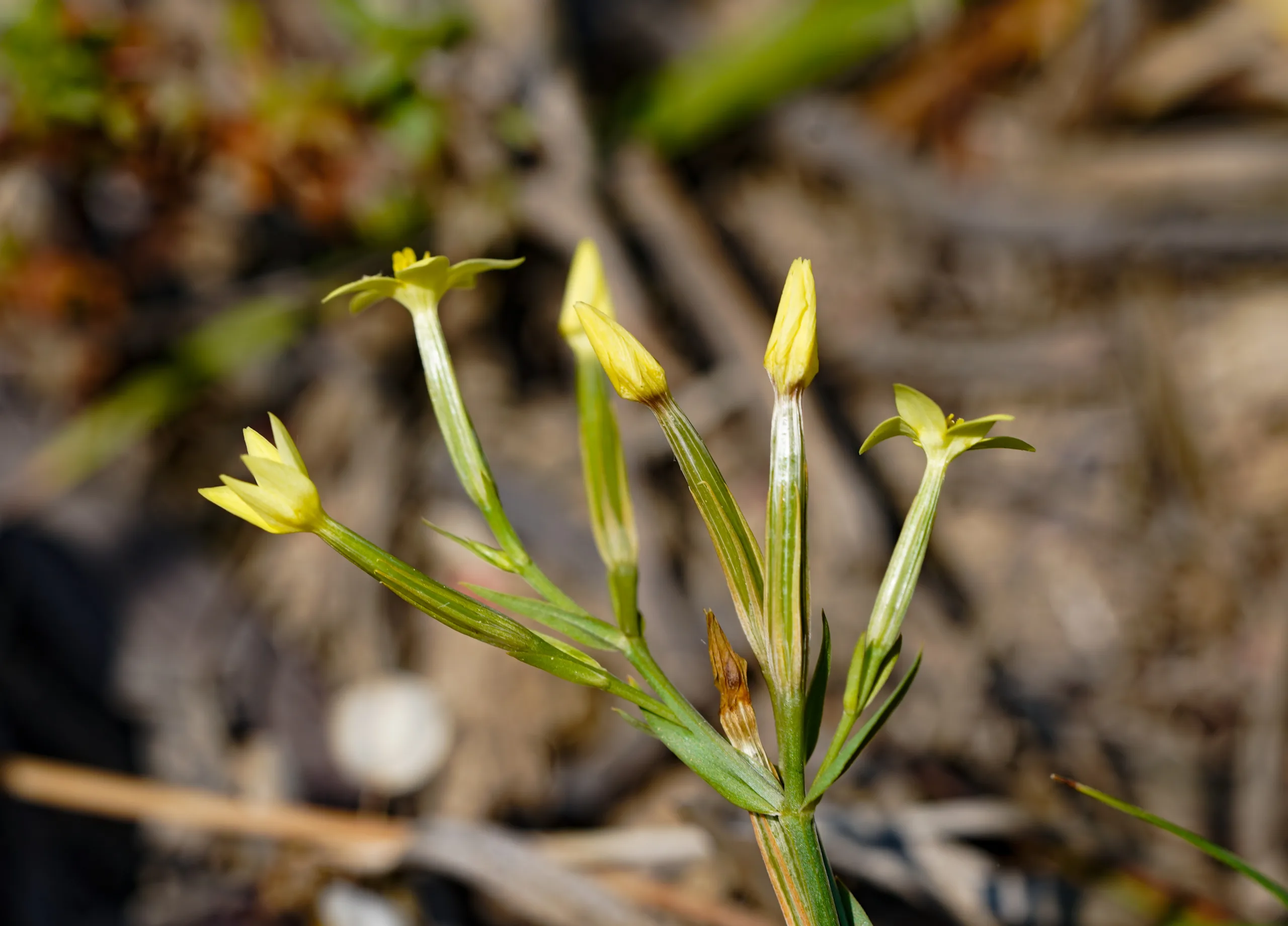 Centaurium maritimum